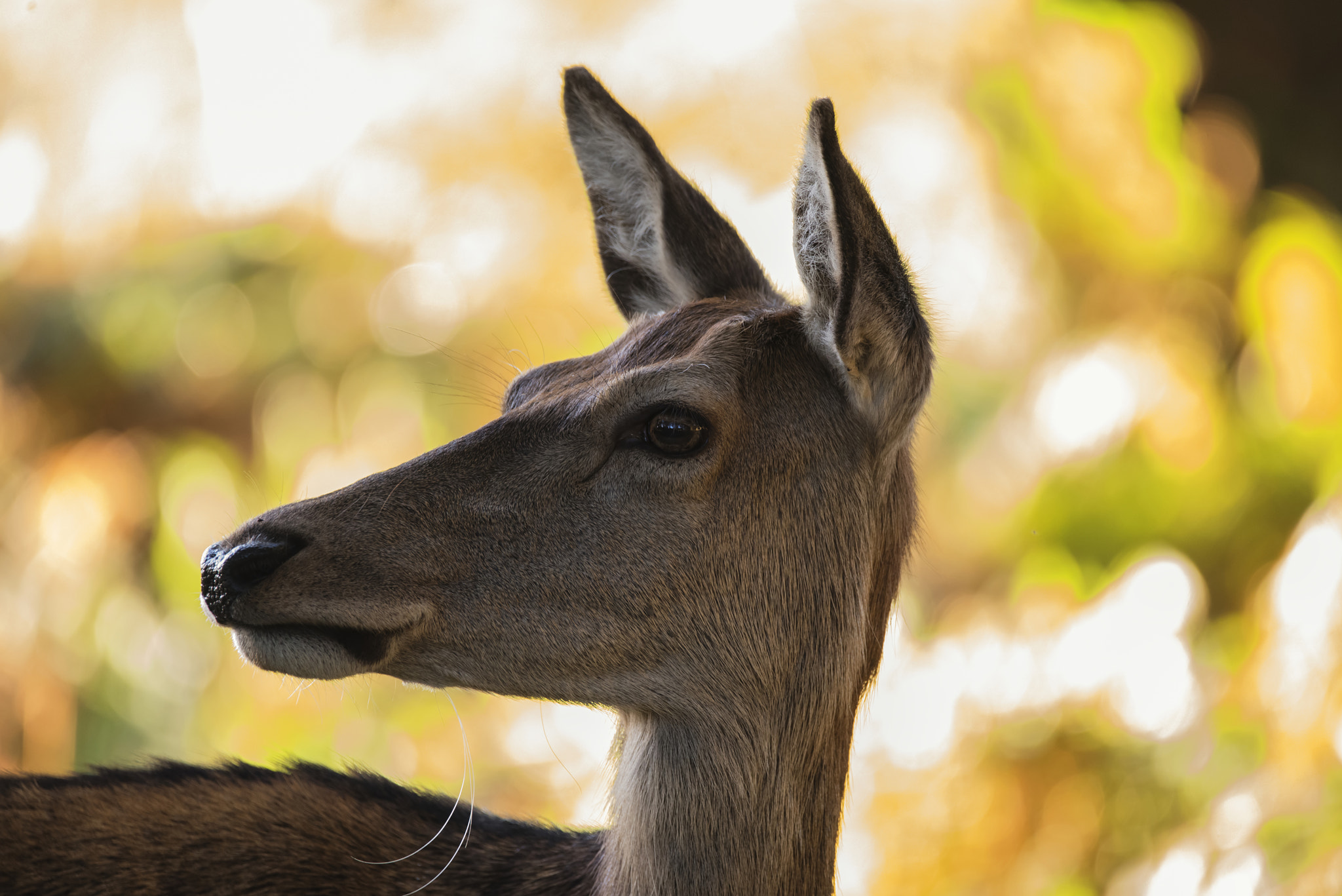 Sigma 150-600mm F5-6.3 DG OS HSM | C sample photo. Stunning hind doe red deer cervus elaphus in dappled sunlight fo photography