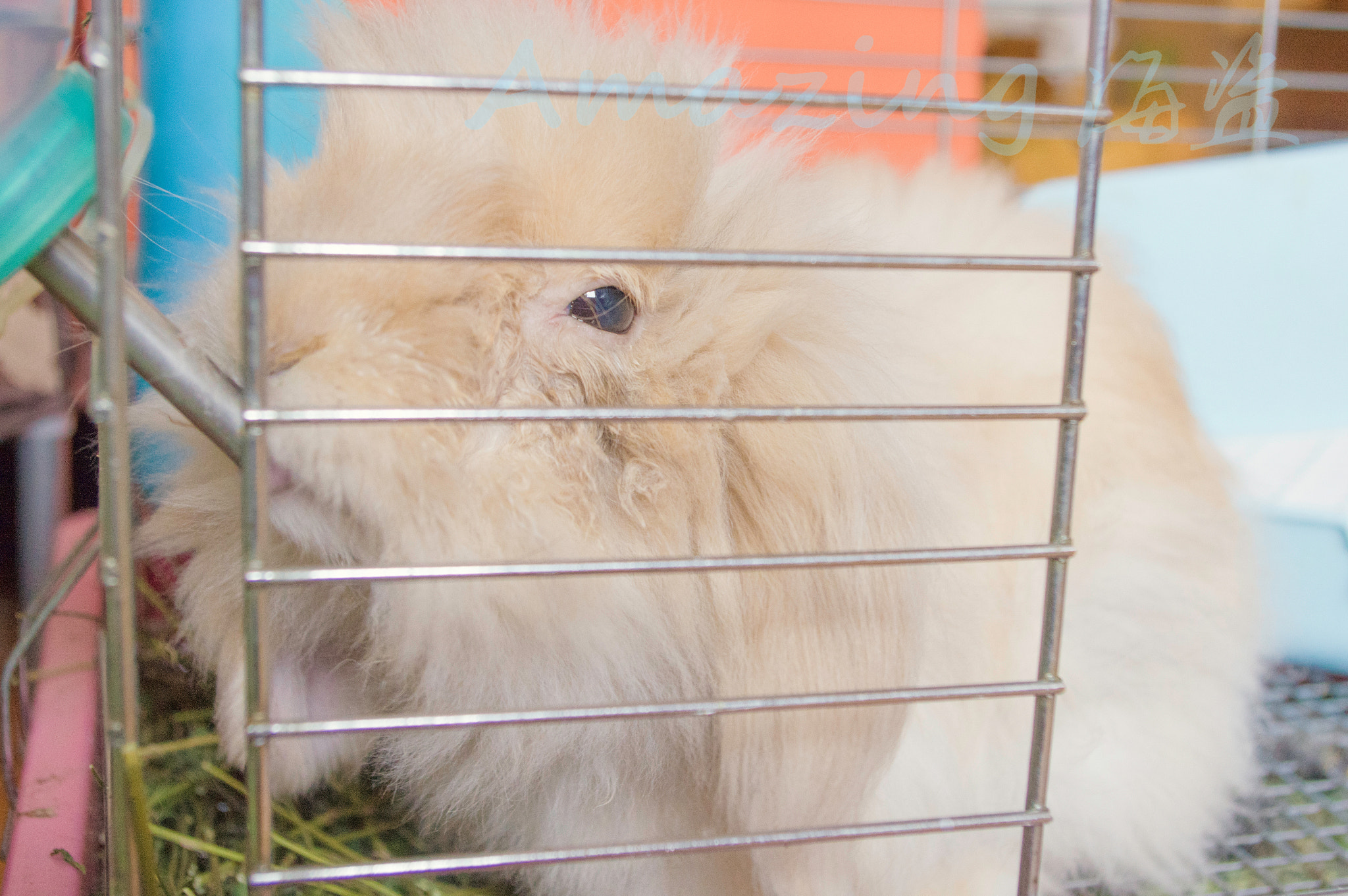 Pentax smc DA 18-55mm F3.5-5.6 AL WR sample photo. Rabbit photography