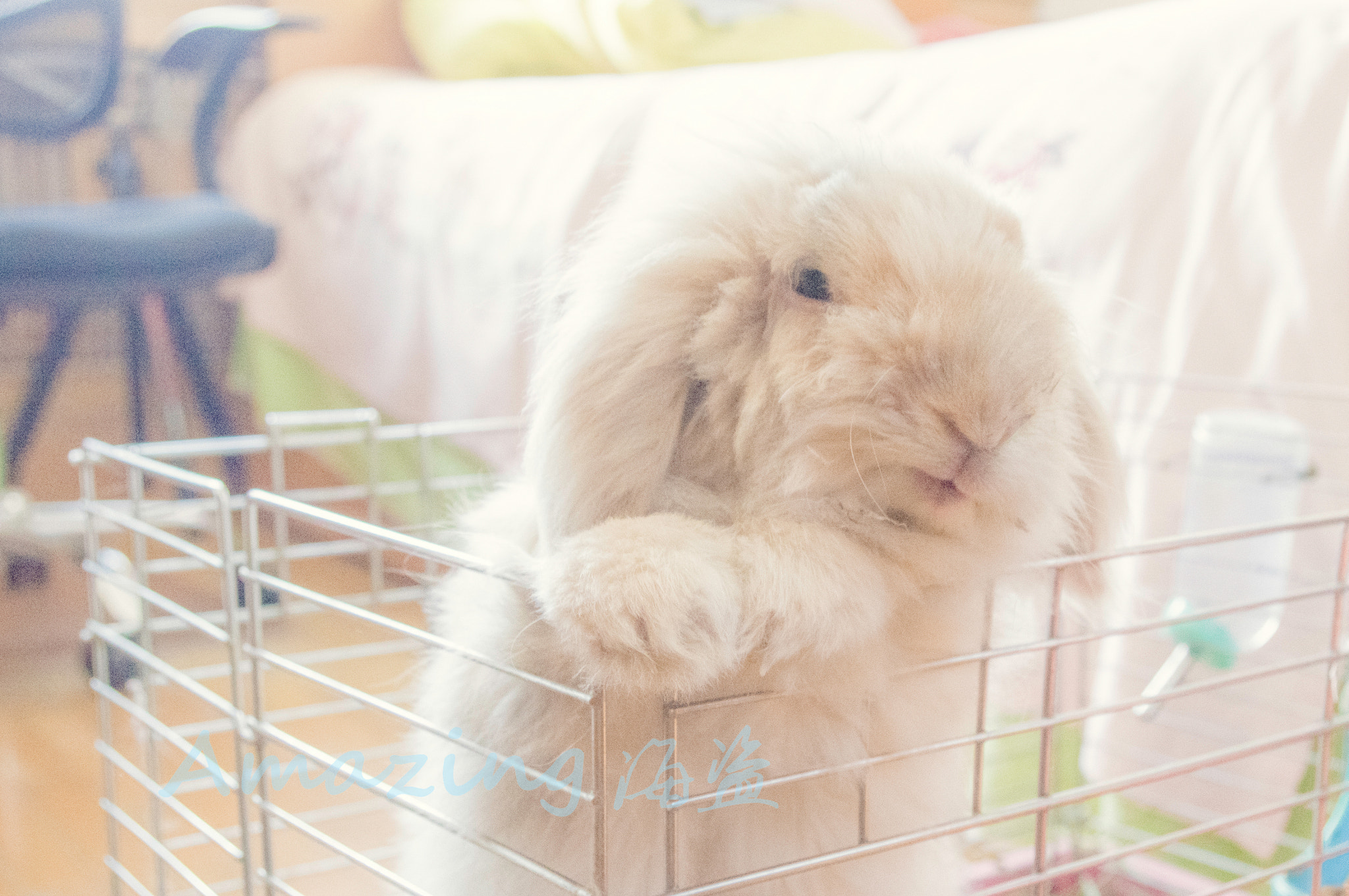 Pentax smc DA 18-55mm F3.5-5.6 AL WR sample photo. Rabbit photography