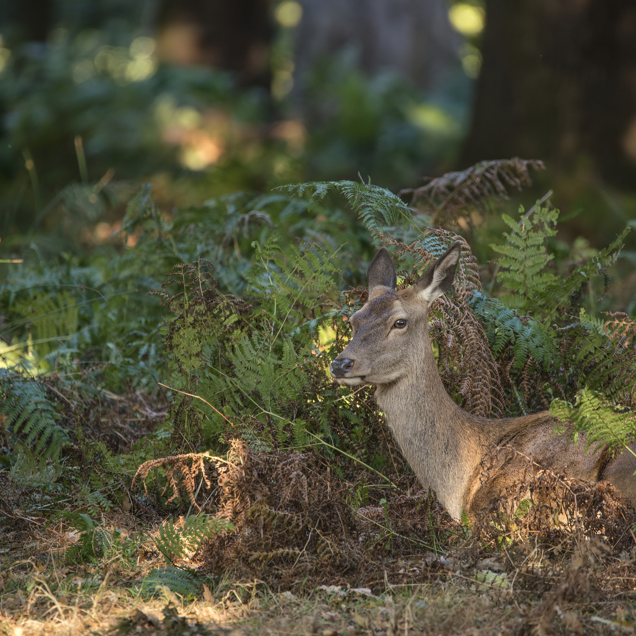 Sigma 150-600mm F5-6.3 DG OS HSM | C sample photo. Stunning hind doe red deer cervus elaphus in dappled sunlight fo photography