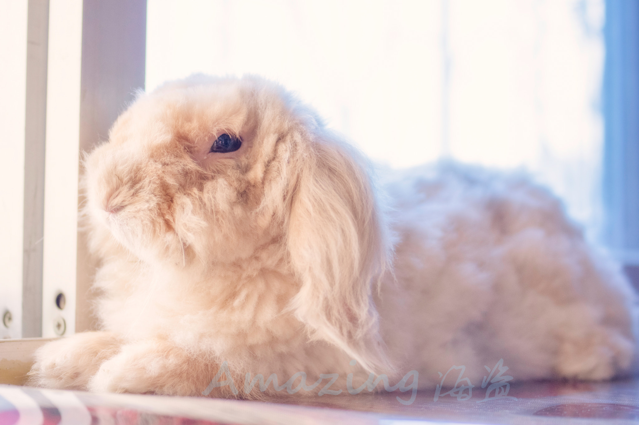 Pentax K-3 sample photo. Rabbit photography