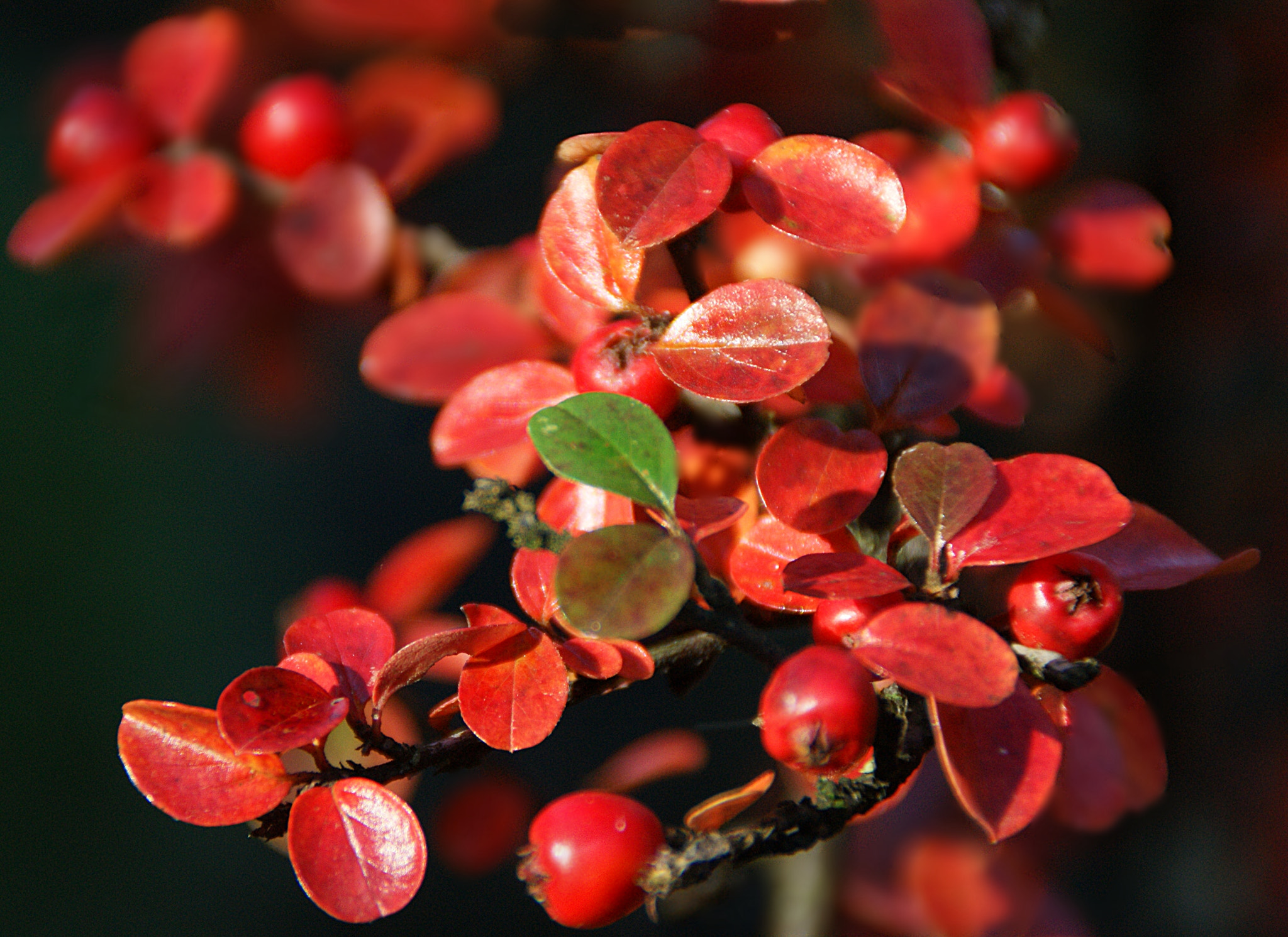 Sony Alpha DSLR-A290 sample photo. Colors of autumn photography