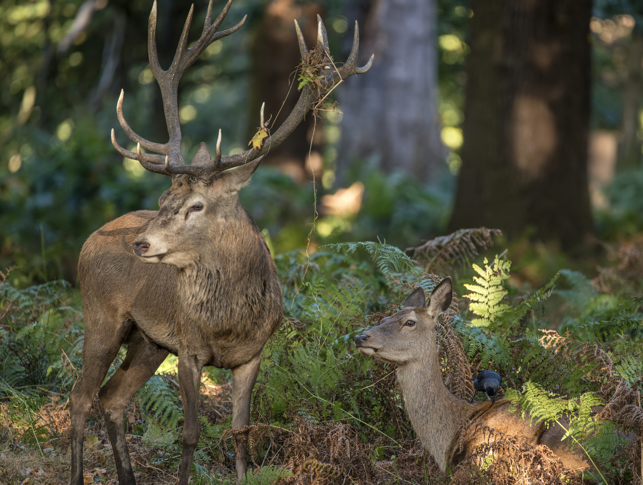 Beautiful intimate tender moment between red deer stag and hind