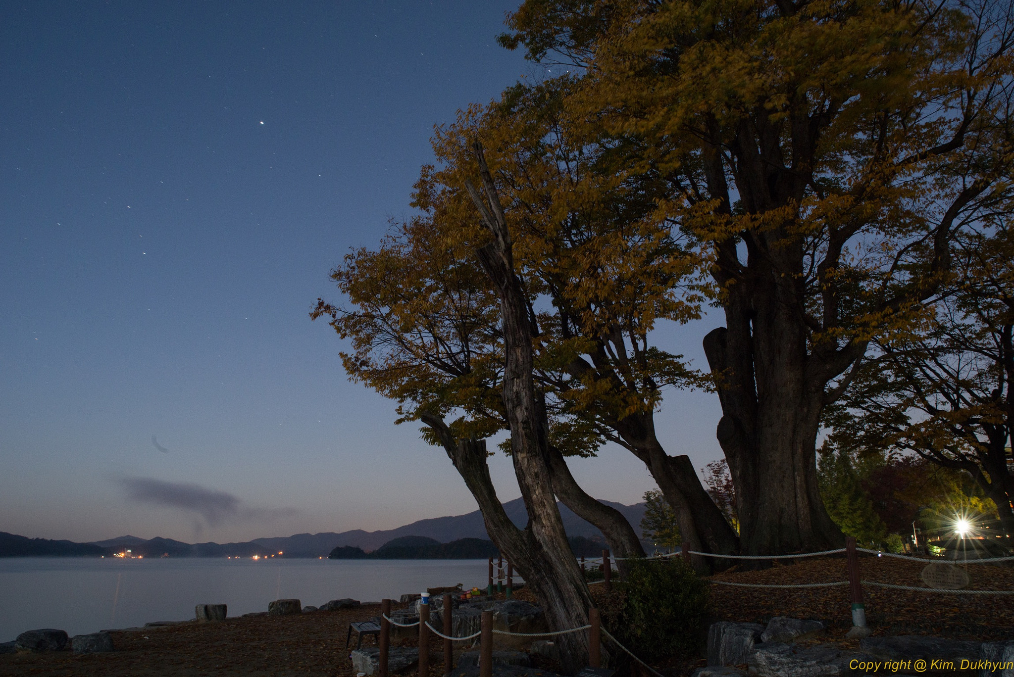 Pentax K-1 sample photo. Tree photography