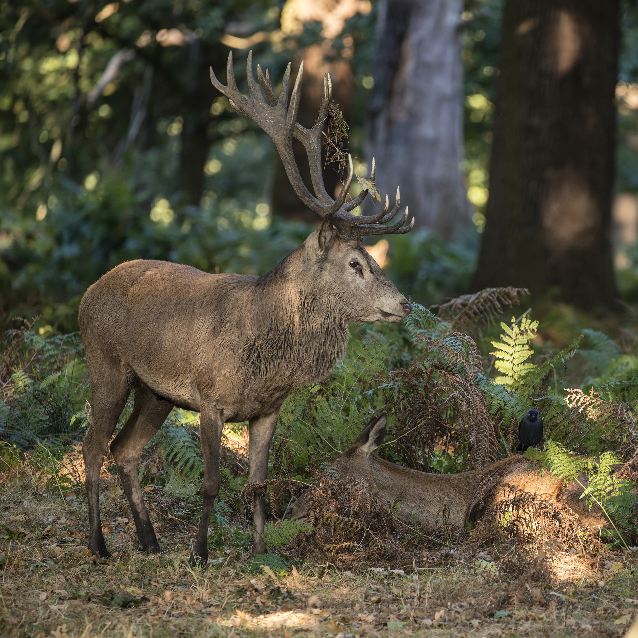 Sigma 150-600mm F5-6.3 DG OS HSM | C sample photo. Beautiful intimate tender moment between red deer stag and hind photography