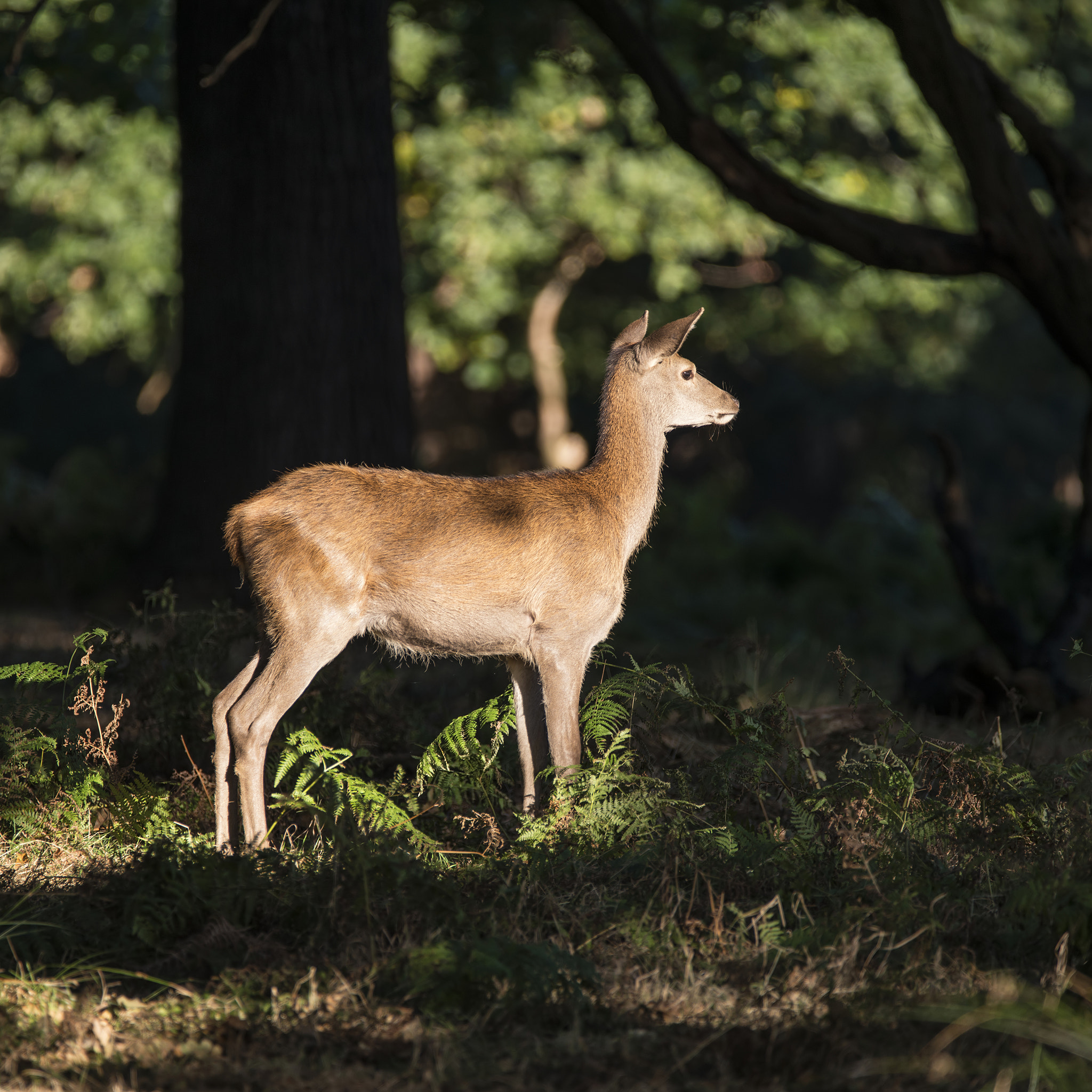 Sigma 150-600mm F5-6.3 DG OS HSM | C sample photo. Stunning hind doe red deer cervus elaphus in dappled sunlight fo photography