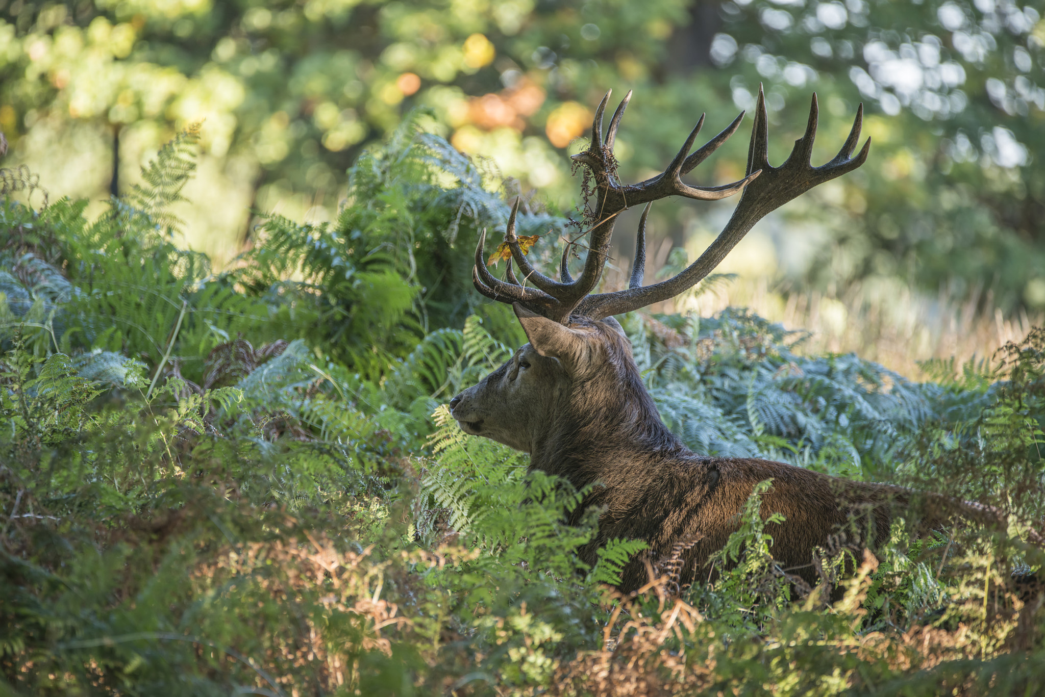 Sigma 150-600mm F5-6.3 DG OS HSM | C sample photo. Majestic powerful red deer stag cervus elaphus in forest landsca photography