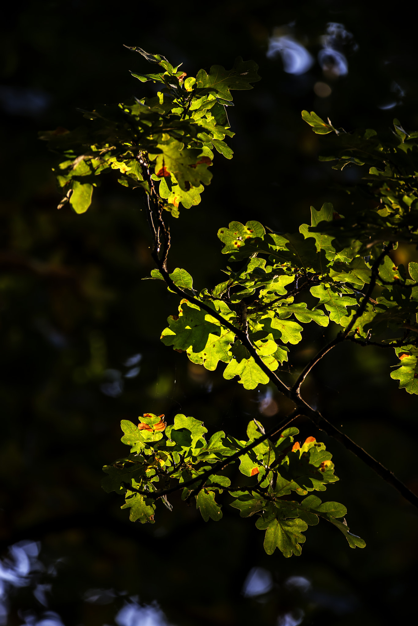 Sigma 150-600mm F5-6.3 DG OS HSM | C sample photo. Beautiful acorn oak tree in forest landscape with dappled sunlig photography