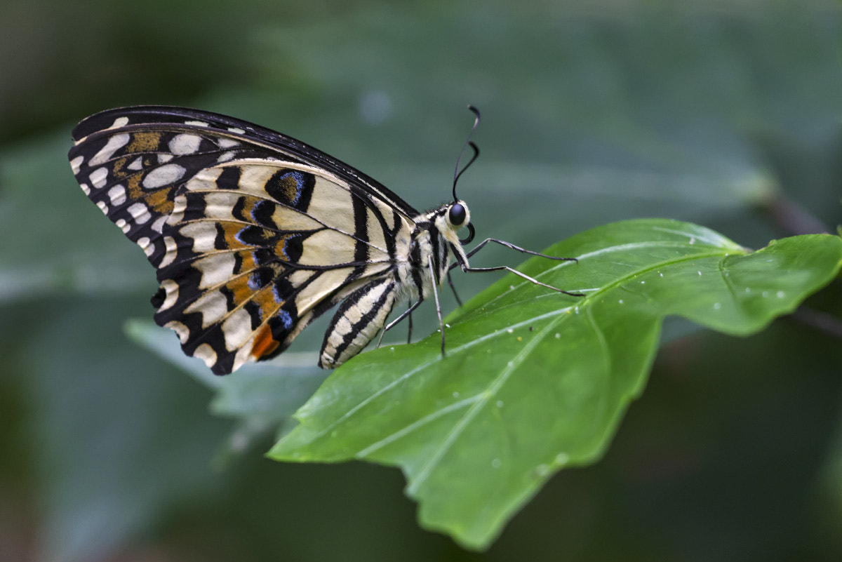 Sigma APO Macro 150mm f/2.8 EX DG HSM sample photo. Papilio demoleus photography