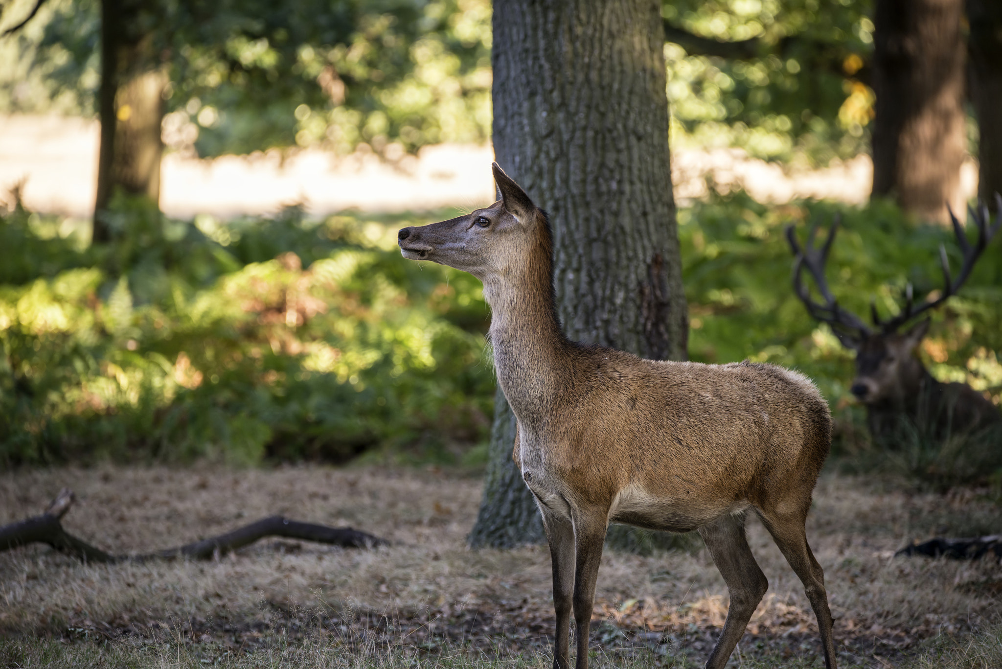 Sigma 150-600mm F5-6.3 DG OS HSM | C sample photo. Stunning hind doe red deer cervus elaphus in dappled sunlight fo photography
