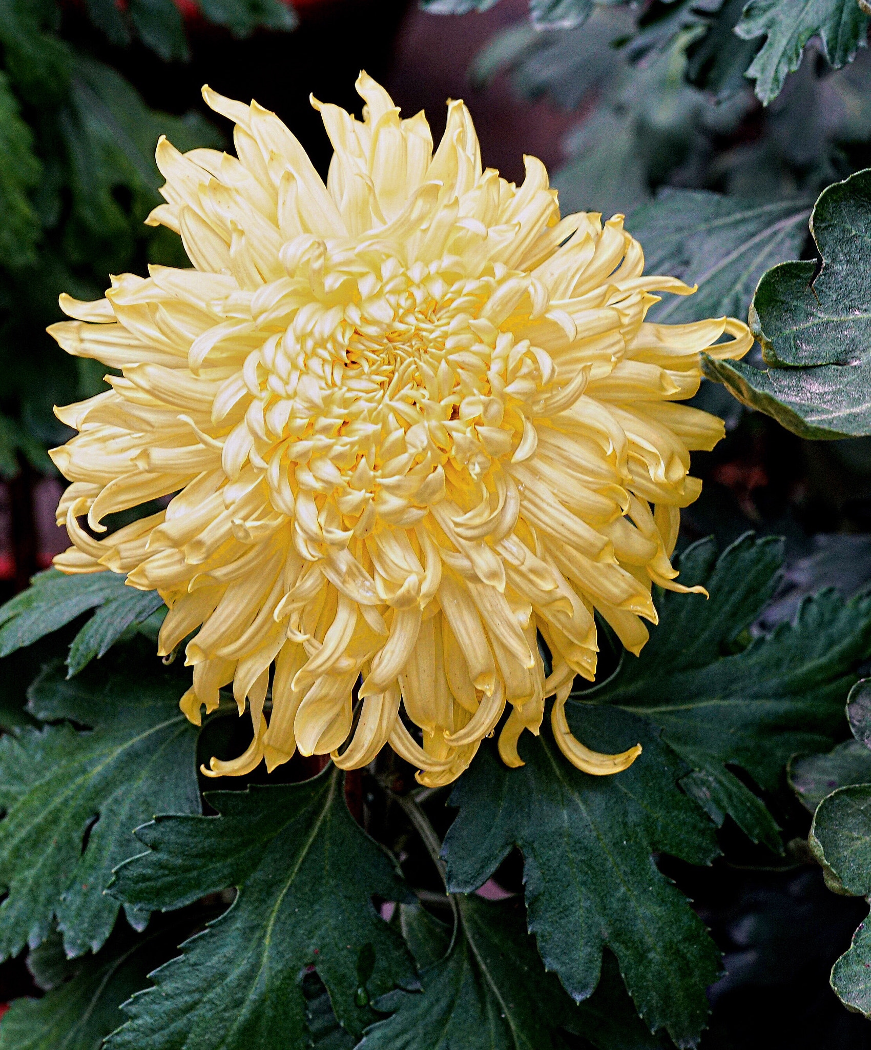 Sony a7R II + Sony FE 90mm F2.8 Macro G OSS sample photo