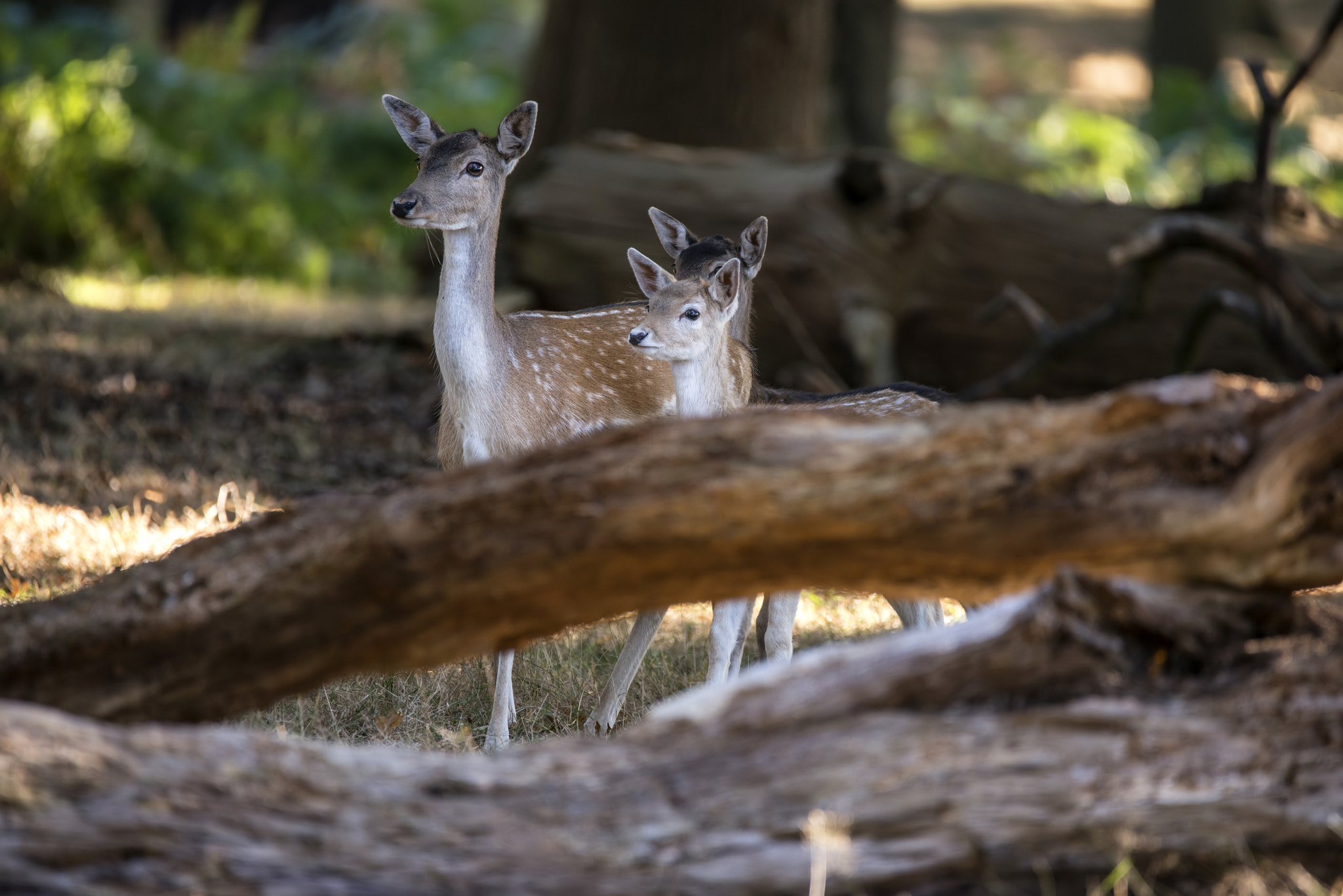 Sigma 150-600mm F5-6.3 DG OS HSM | C sample photo. Beautiful fallow deer hind doe with two young calves in forest l photography