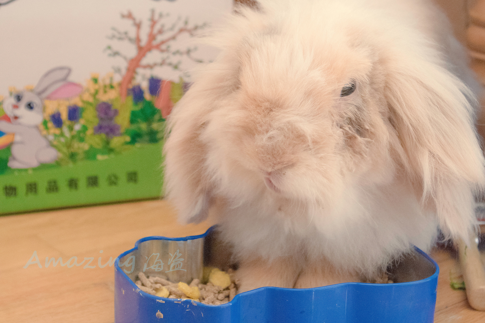 Pentax smc DA 18-55mm F3.5-5.6 AL WR sample photo. Rabbit photography