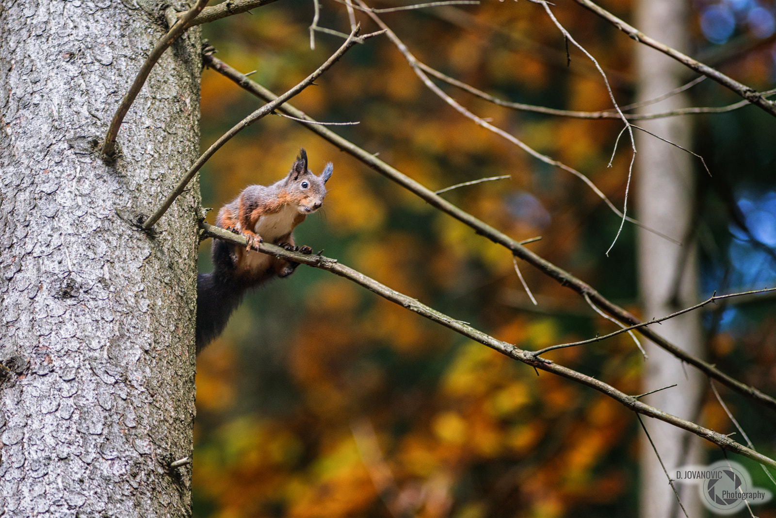 Minolta/Sony AF 70-200mm F2.8 G sample photo. Squirrel photography