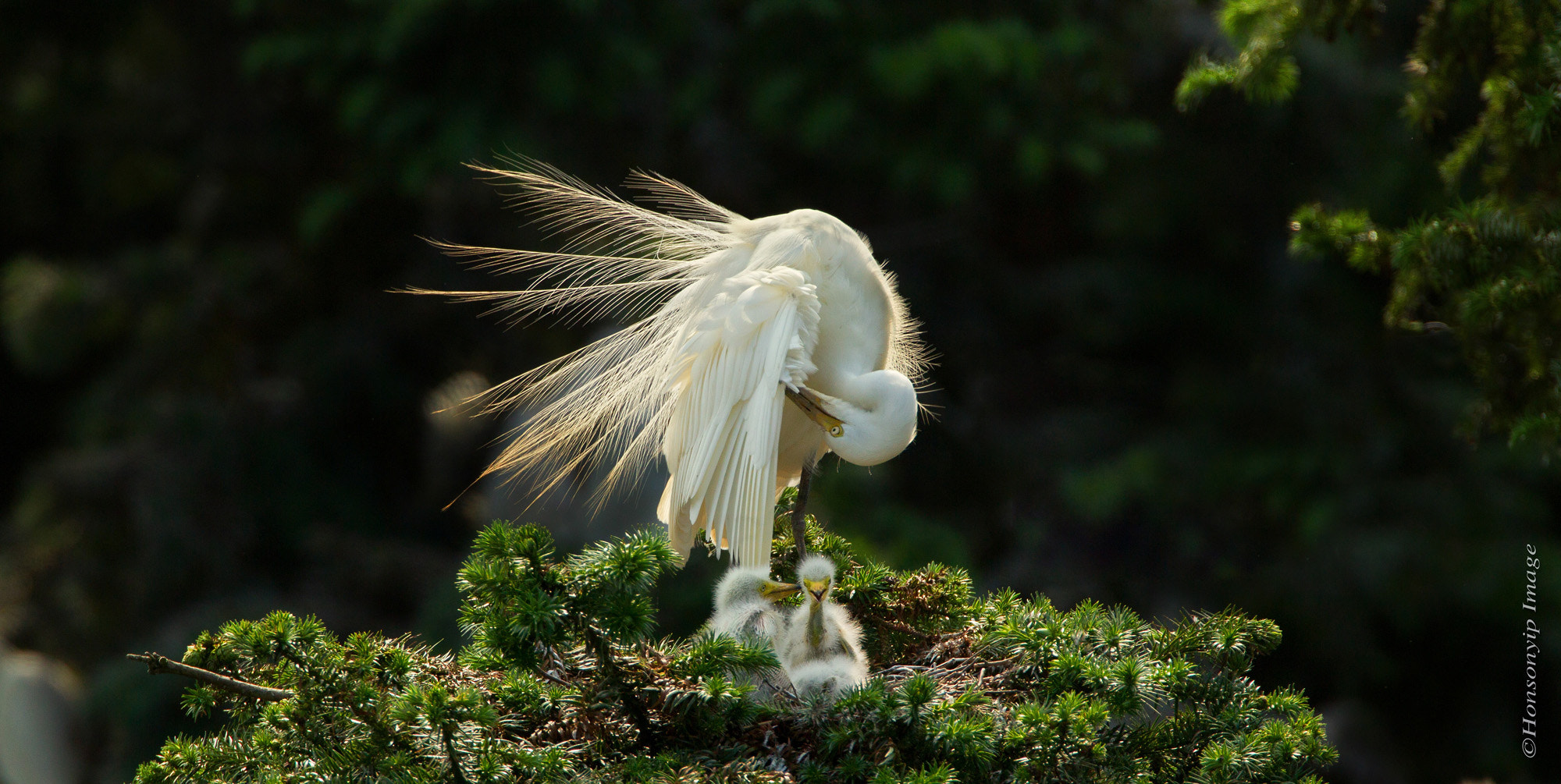 Canon EF 500mm F4L IS USM sample photo. Little egret photography