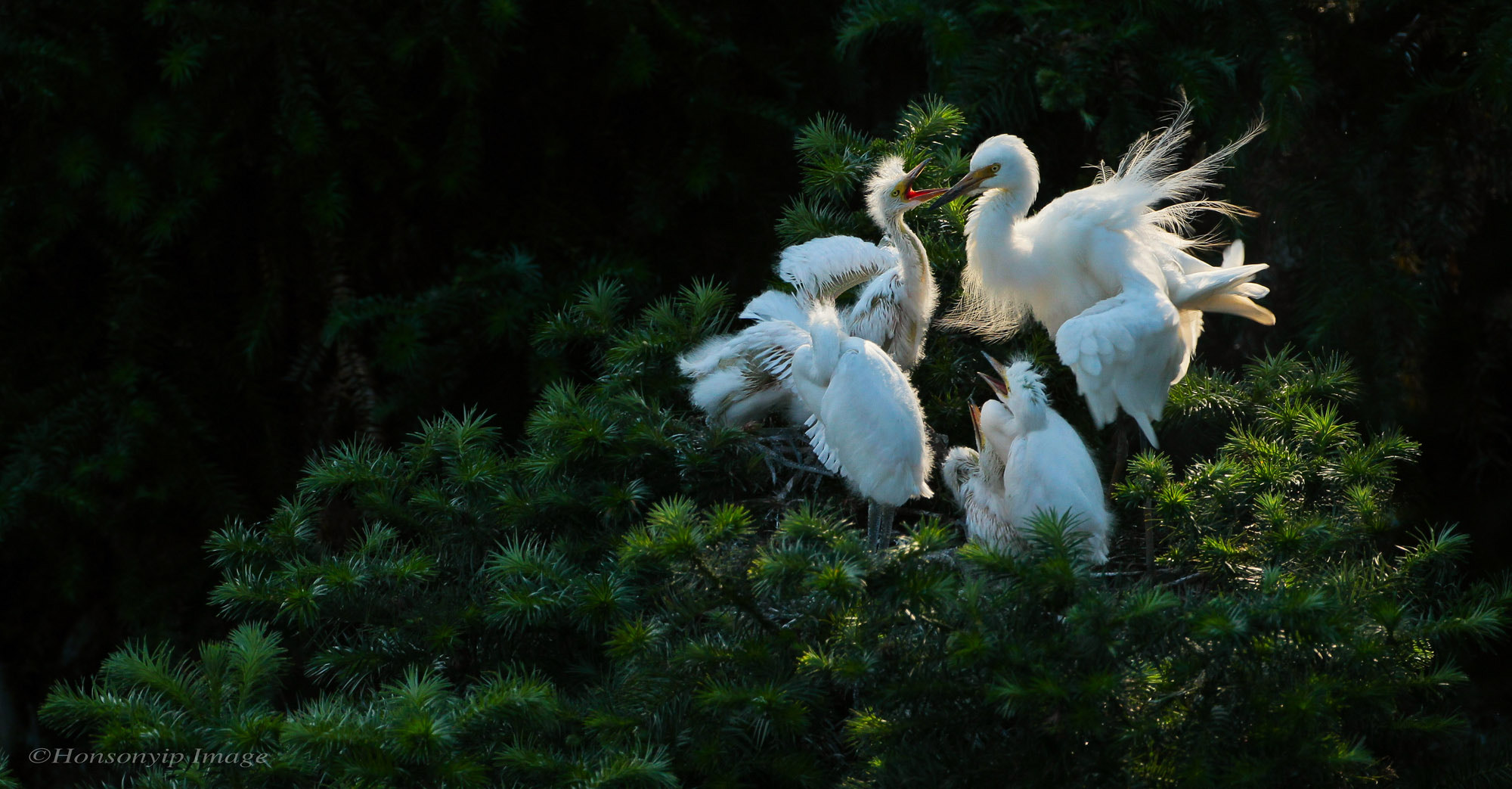 Canon EF 500mm F4L IS USM sample photo. Little egret photography