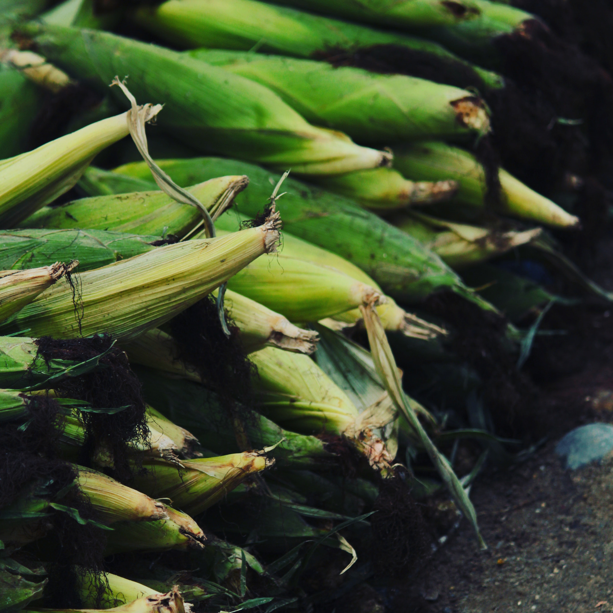 Canon EF-S 55-250mm F4-5.6 IS II sample photo. Corn photography