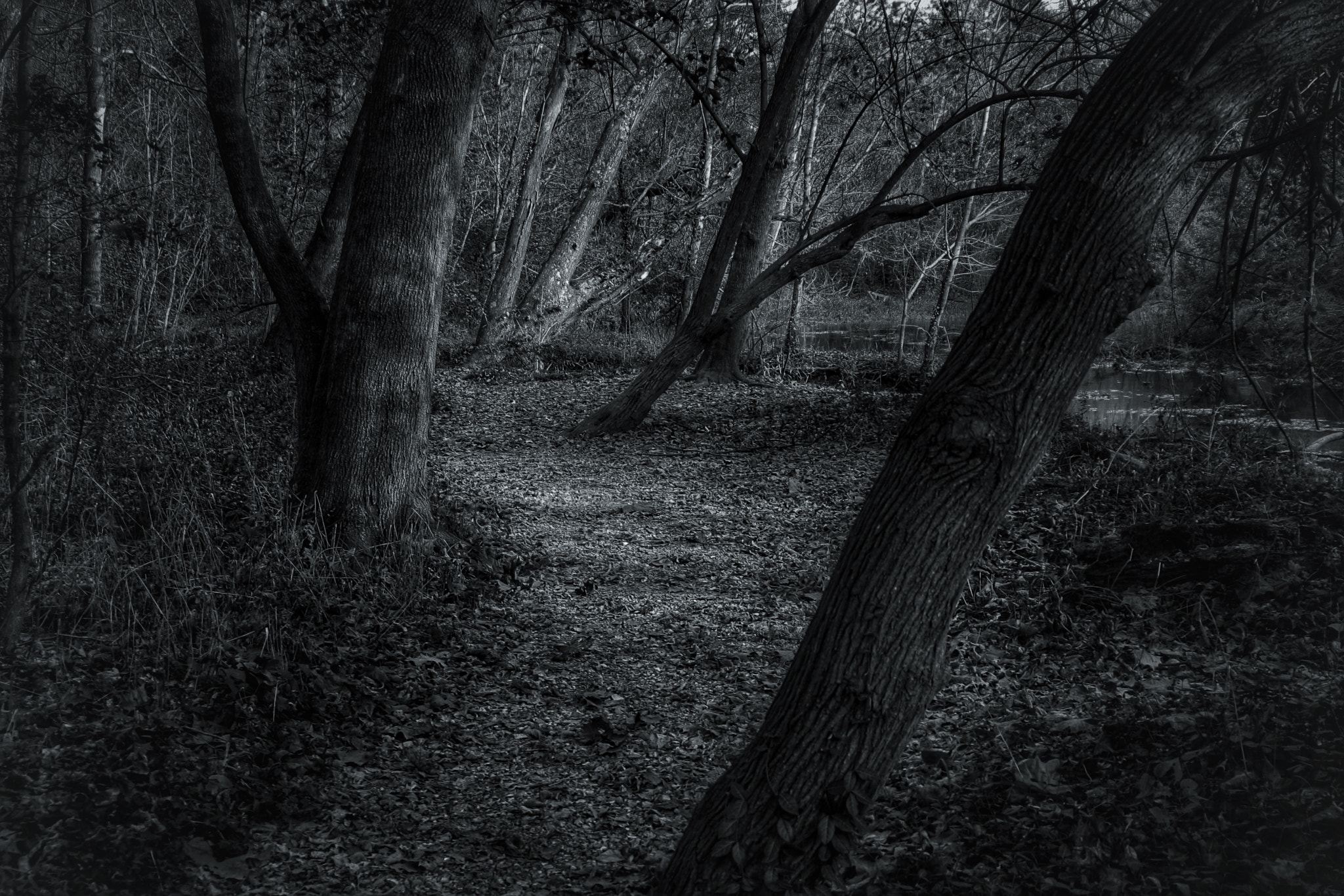 Tamron AF 28-200mm F3.8-5.6 XR Di Aspherical (IF) Macro sample photo. Woods at ritter springs photography