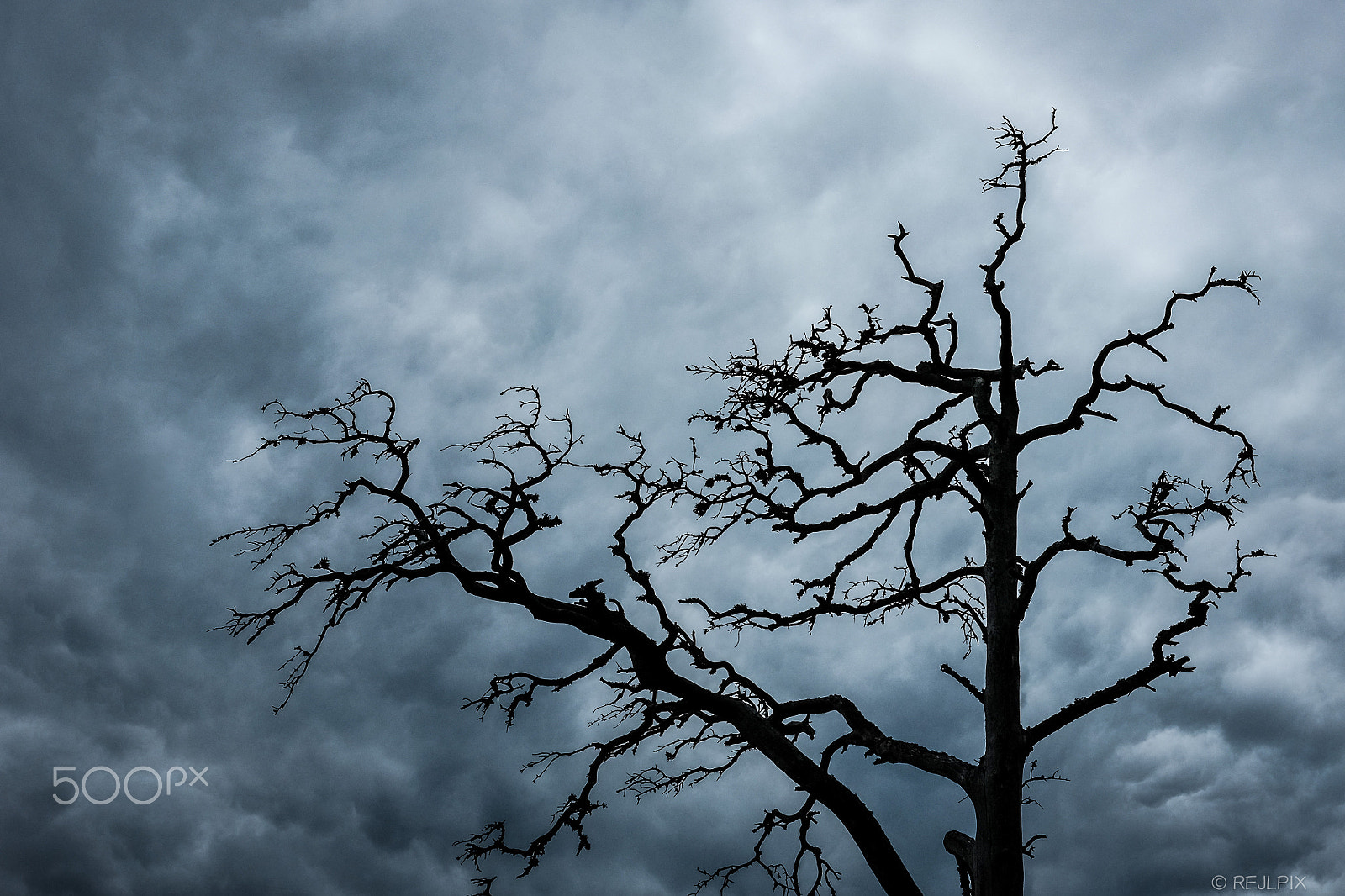 Fujifilm X-E2 + Fujifilm XF 27mm F2.8 sample photo. Branches photography