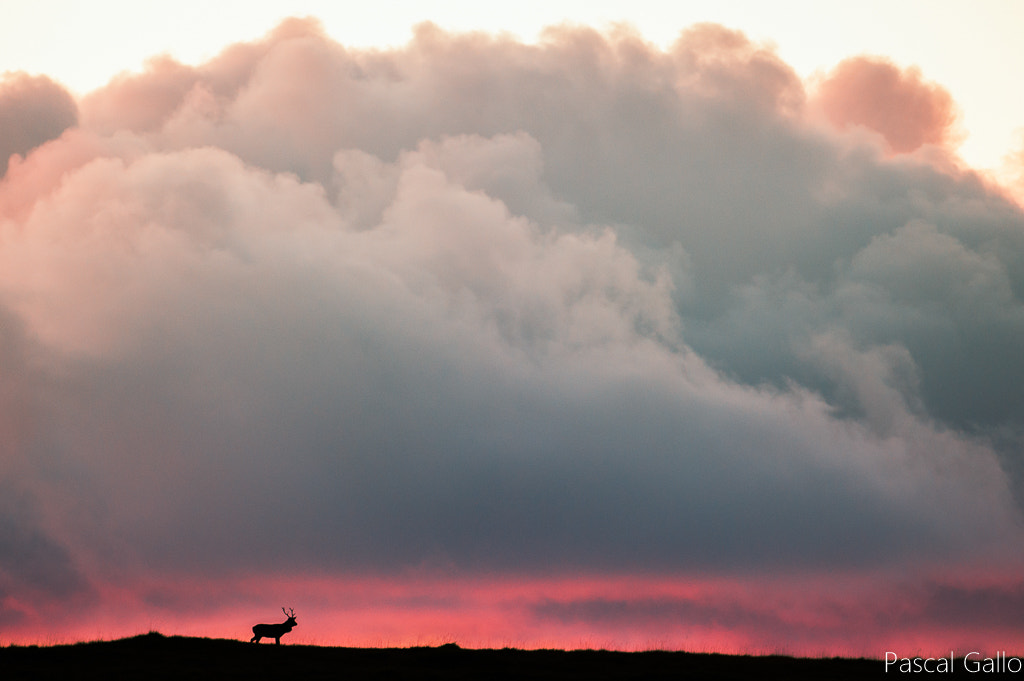 Nikon D3S + Nikon AF-S Nikkor 500mm F4G ED VR sample photo. Red deer photography