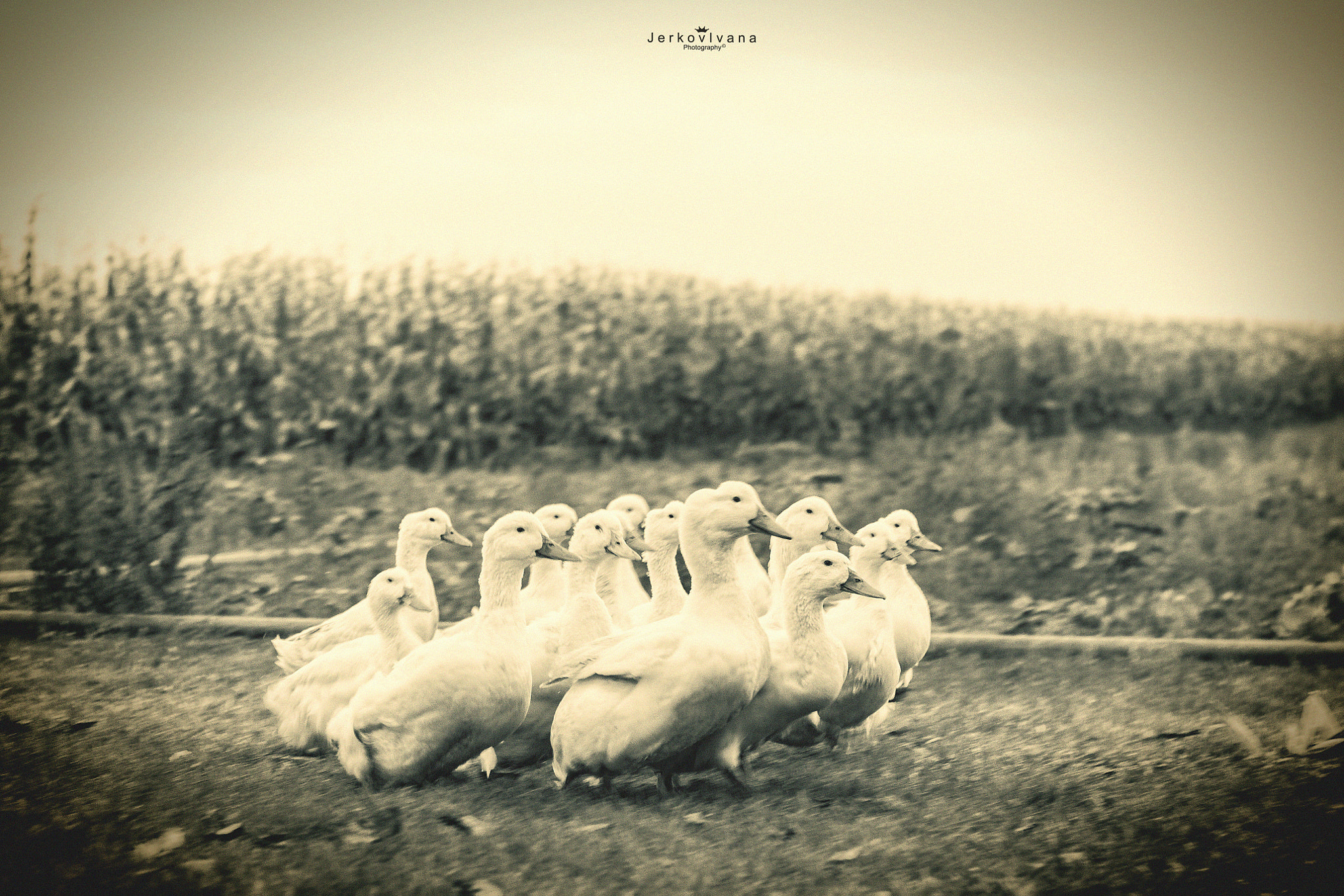Canon EOS 550D (EOS Rebel T2i / EOS Kiss X4) sample photo. Beautiful ducks photography
