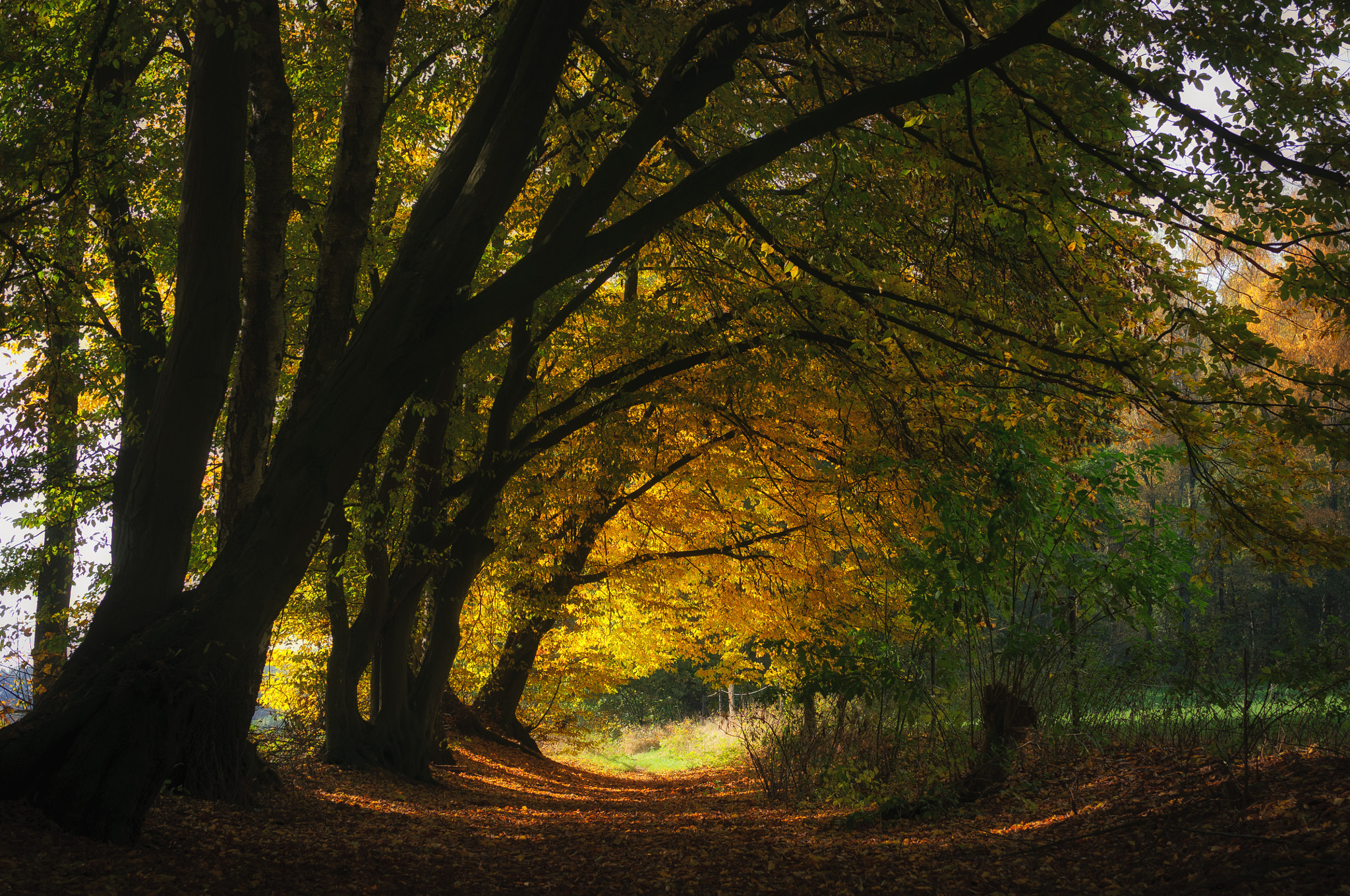 Nikon D300S + Nikon AF-S Nikkor 35mm F1.8G ED sample photo. Autumn photography