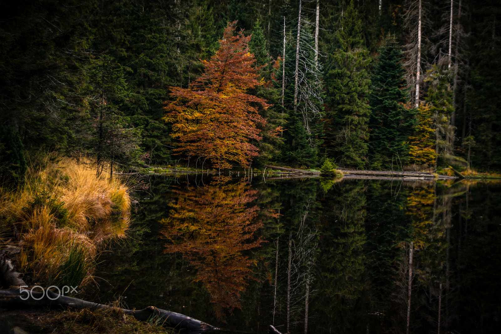 Sigma 18-250mm F3.5-6.3 DC Macro OS HSM sample photo. Wilder see – hornisgrinde photography