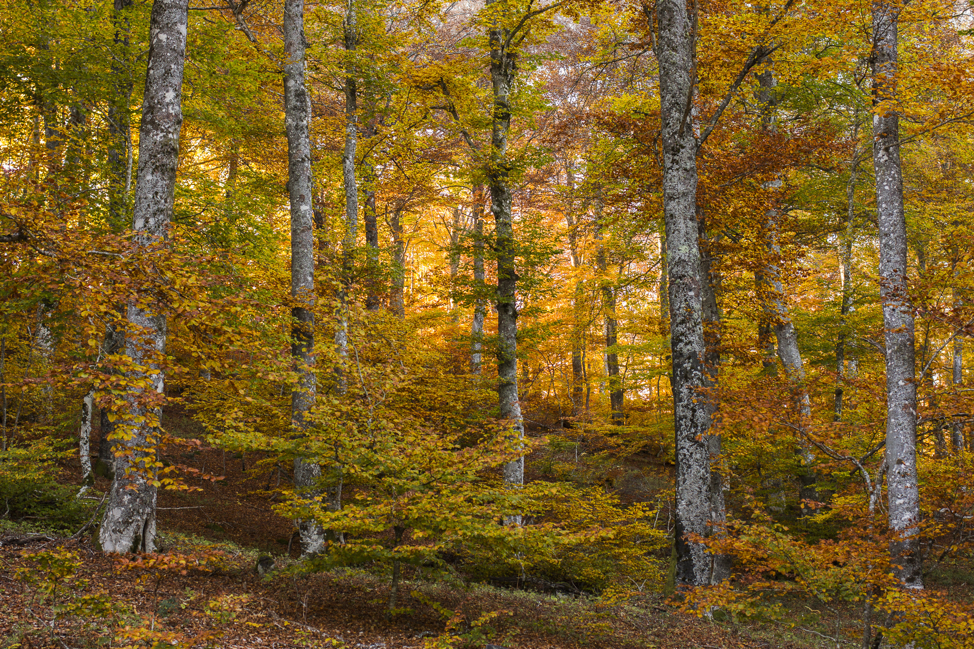 Canon EF 35mm F2 IS USM sample photo. Golden autumn 1 photography