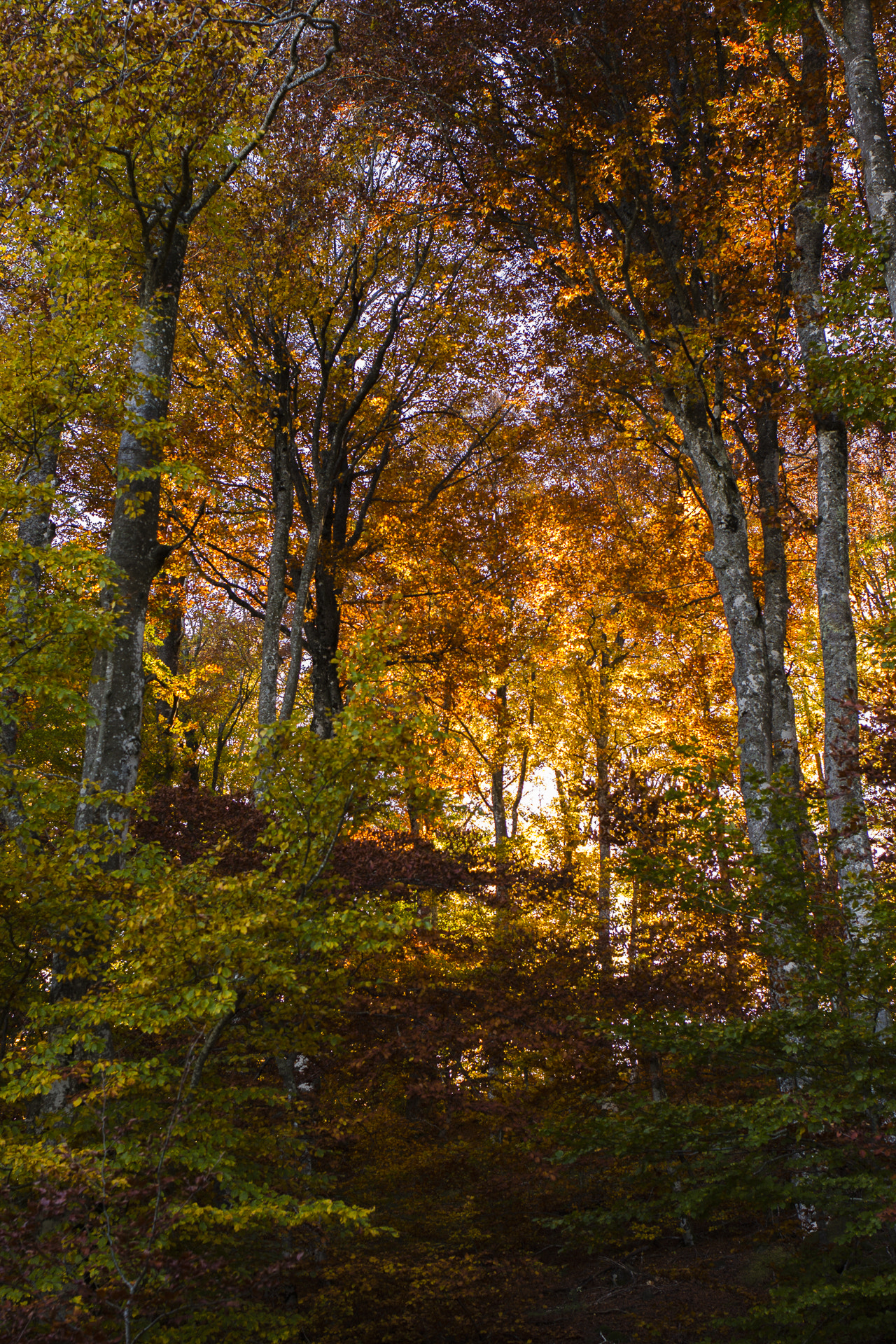 Canon EF 35mm F2 IS USM sample photo. Golden autumn 2 photography