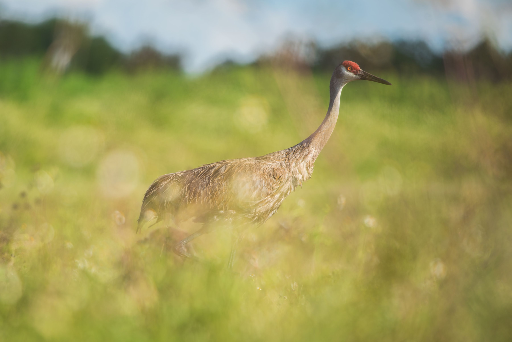 Nikon Nikkor AF-S 300mm F4E PF ED VR sample photo. Sandhill crane (grus canadensis) photography