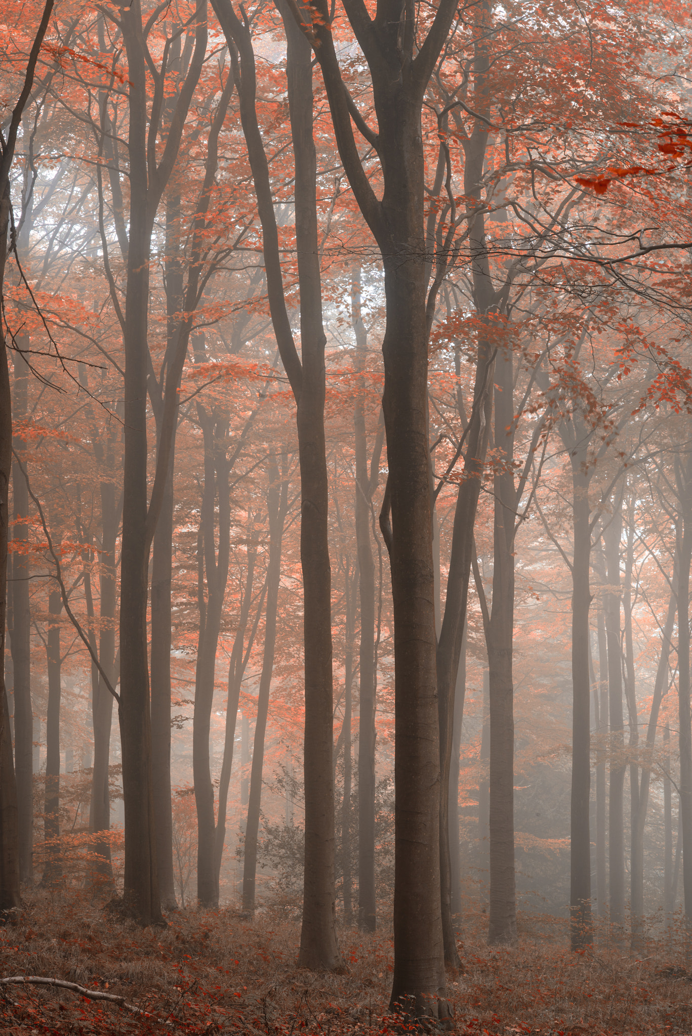 Nikon D800 + Sigma 105mm F2.8 EX DG Macro sample photo. Stunning colorful vibrant evocative autumn fall foggy forest lan photography