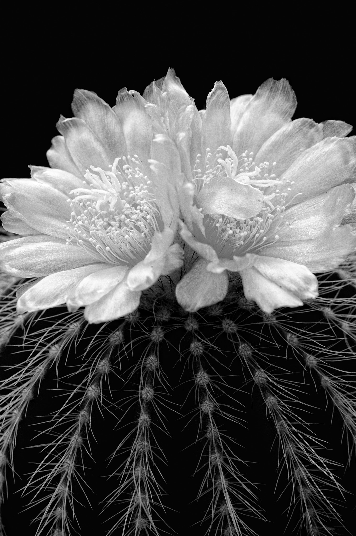 Nikon D300 + Sigma 24-70mm F2.8 EX DG Macro sample photo. Notocactus claviceps photography