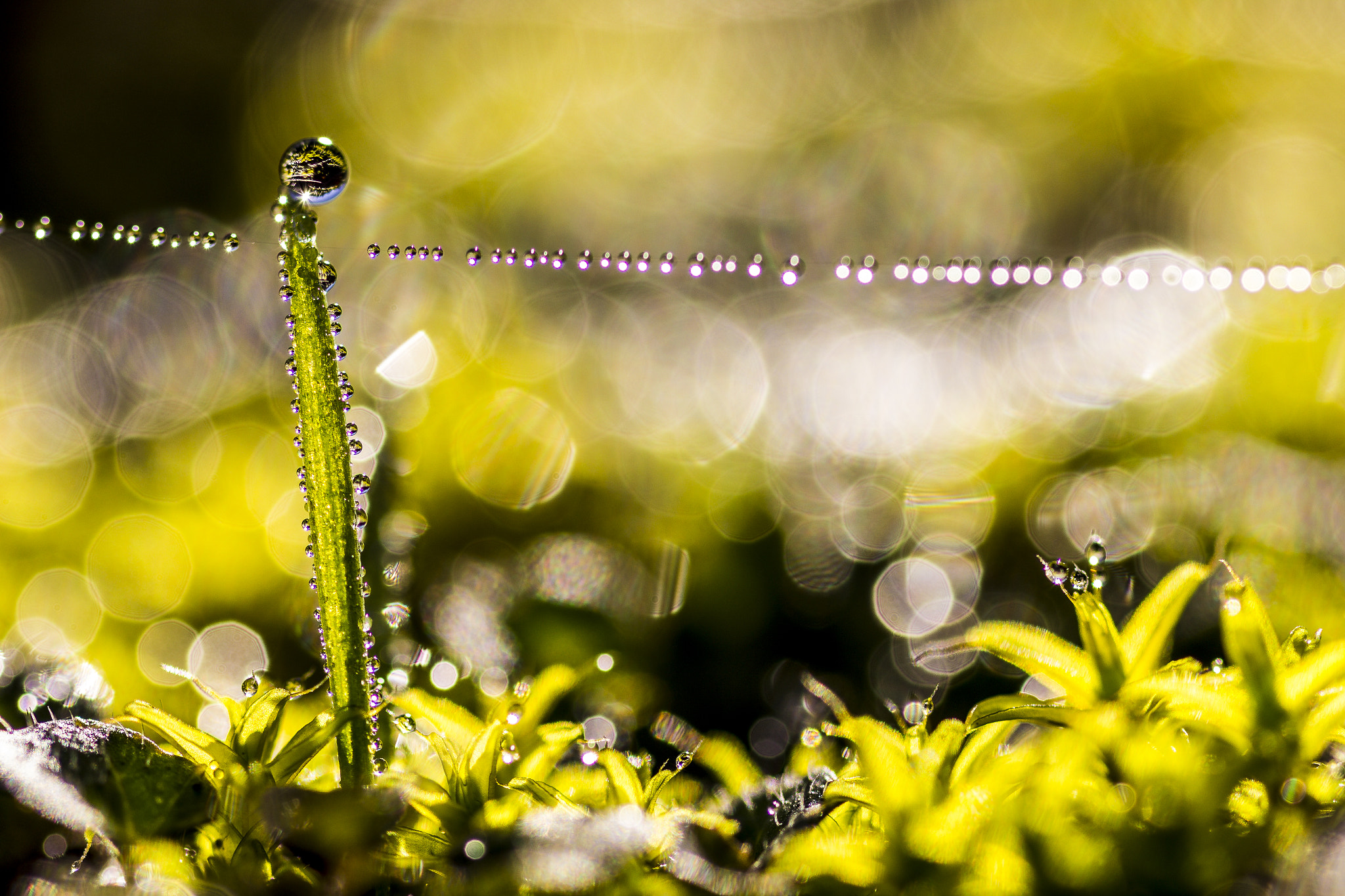 Sigma 105mm F2.8 EX DG OS HSM sample photo. Anti physical drops photography