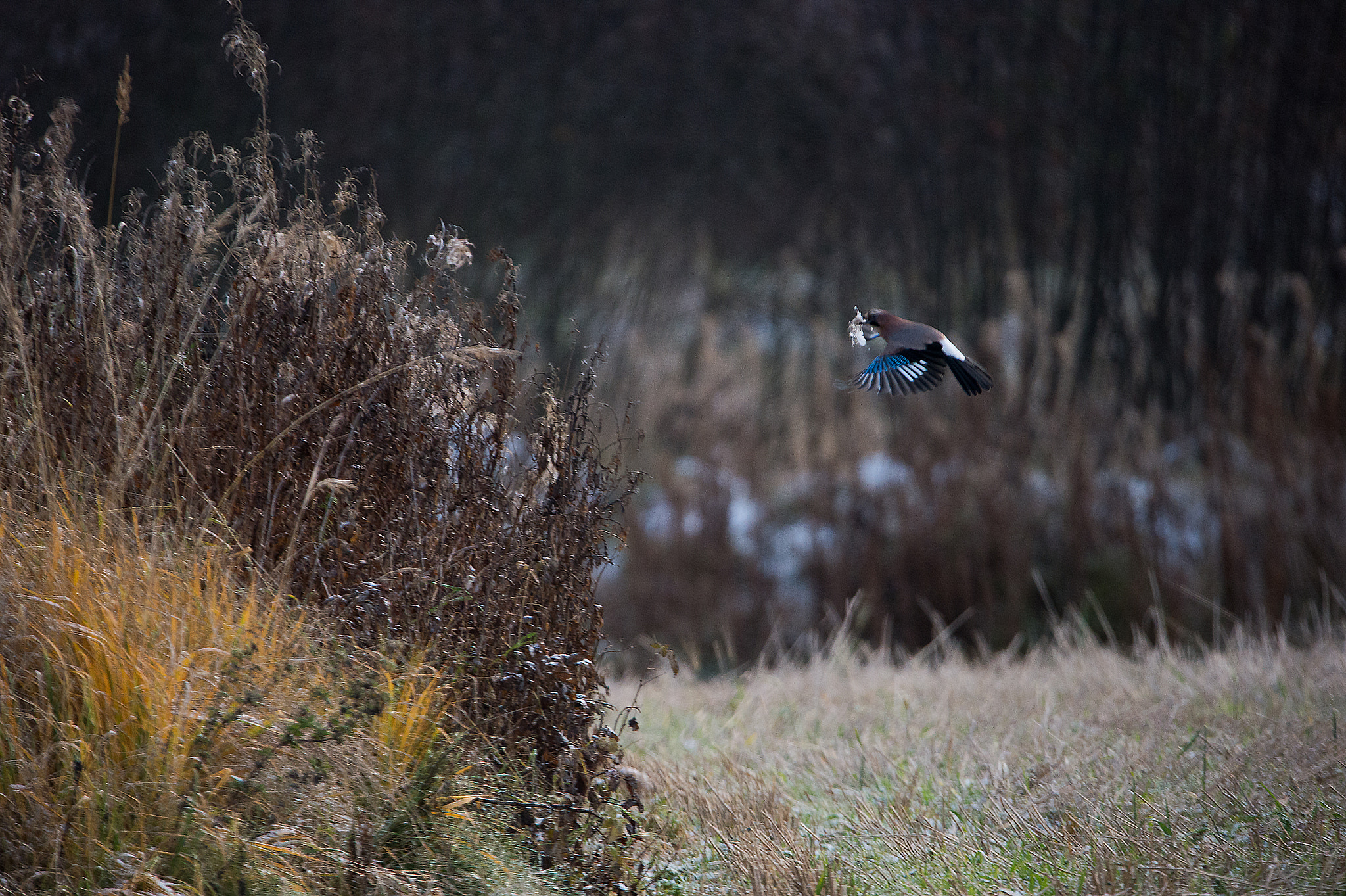 Sigma 150-600mm F5-6.3 DG OS HSM | S sample photo. Eurasian jay photography