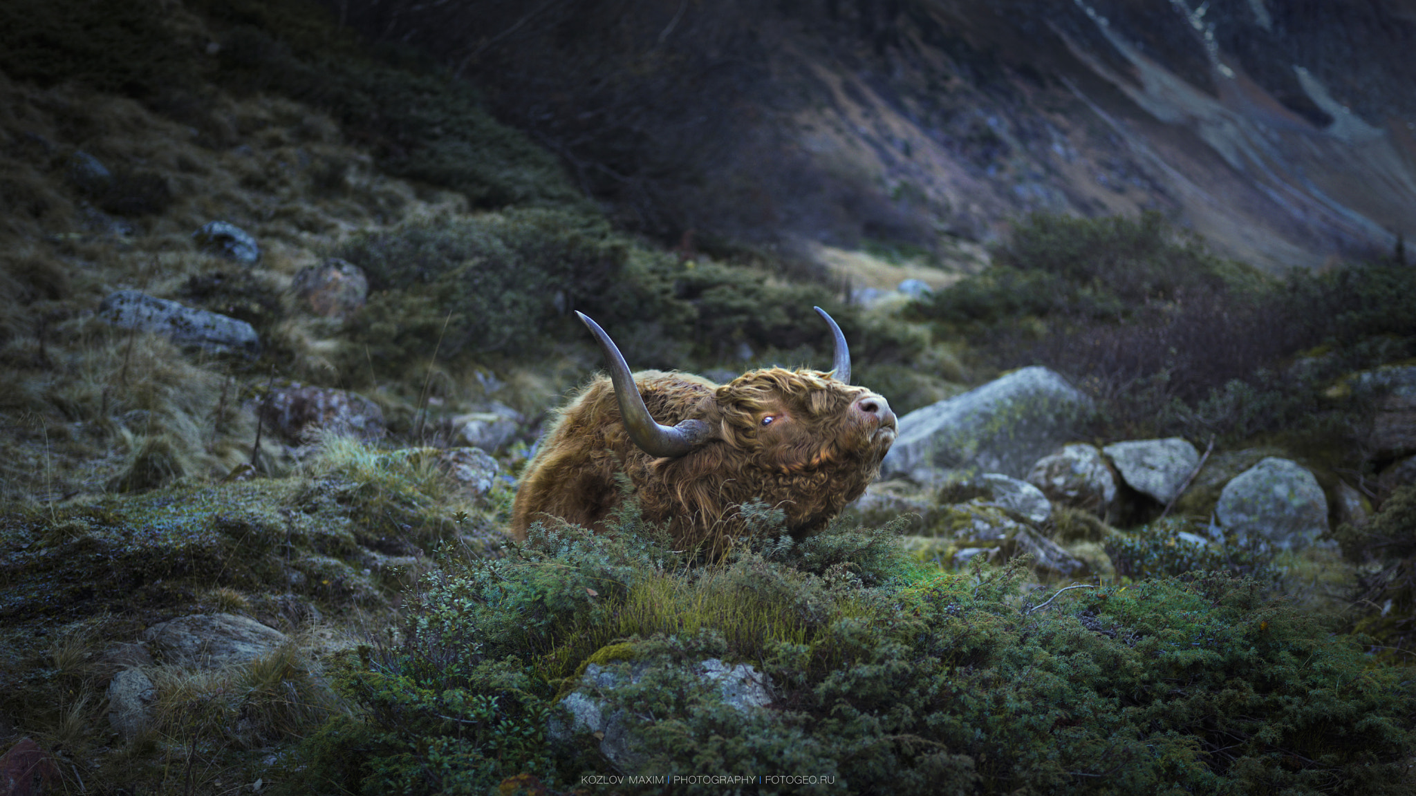 Hasselblad H4D-60 + HC 80 sample photo. Highiand cattle. photography