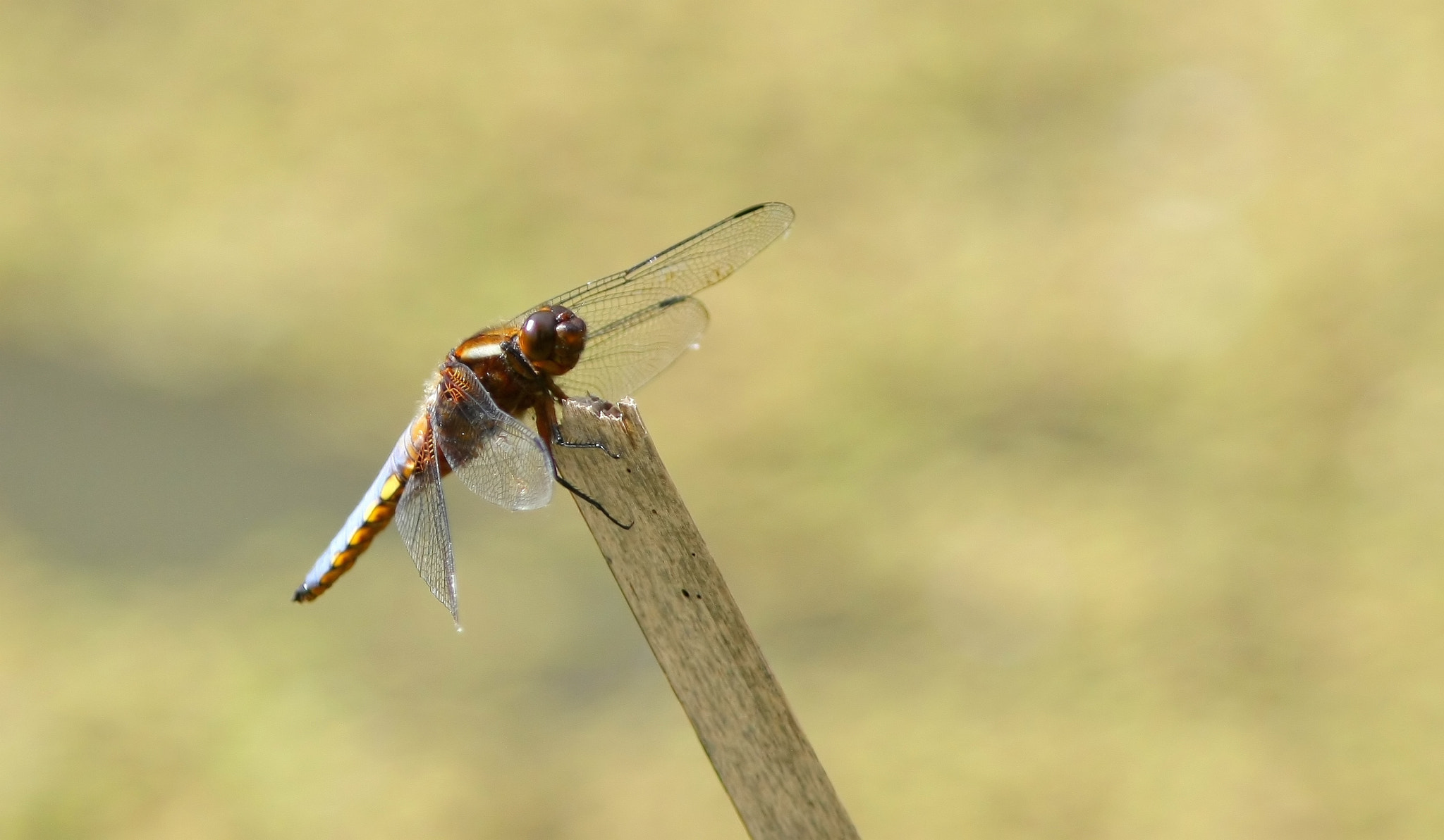 Canon EOS 40D + Canon EF 300mm F4L IS USM sample photo. Dragonfly in sun**** photography