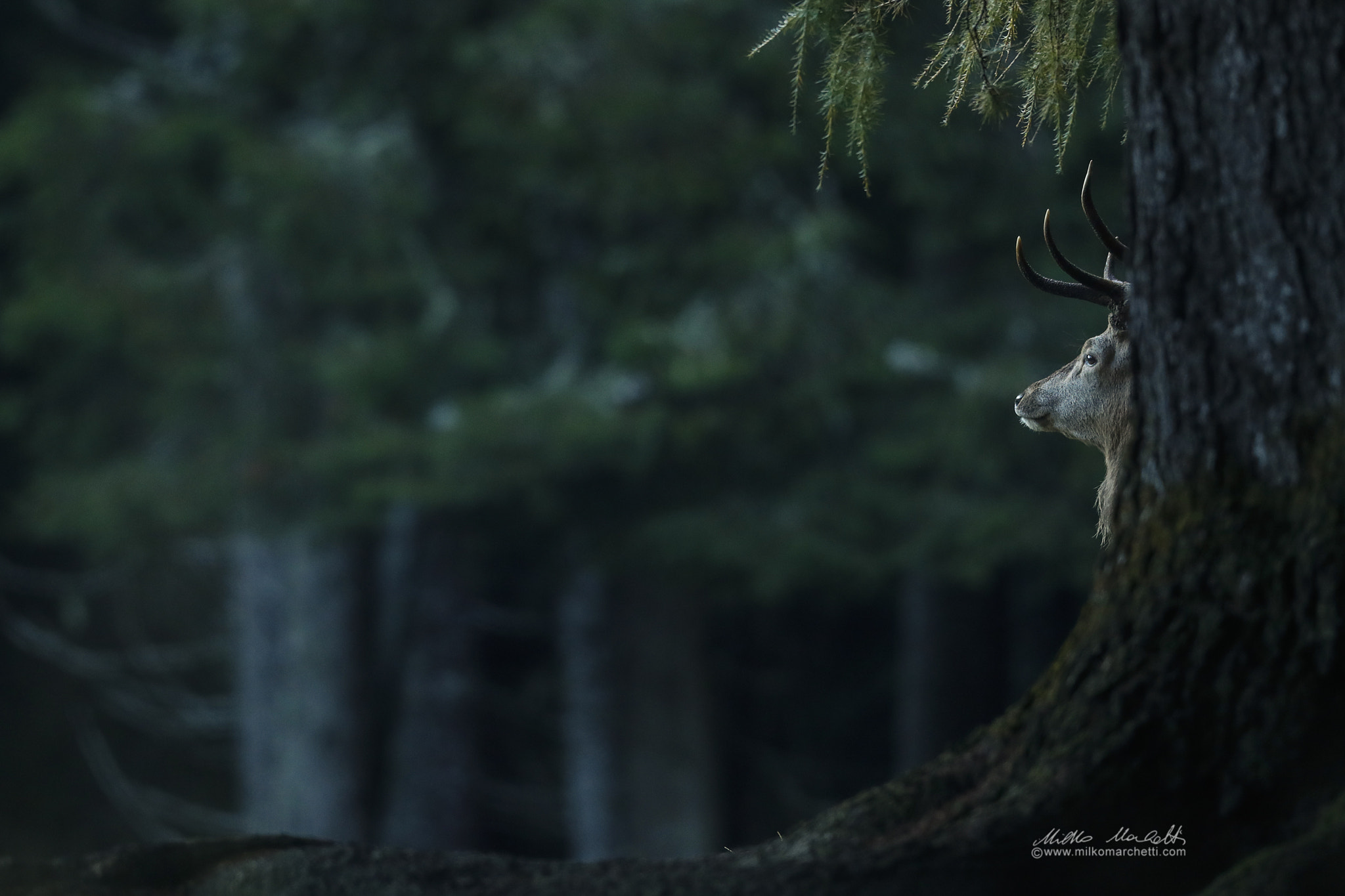 Canon EF 600mm f/4L IS sample photo. Deer photography