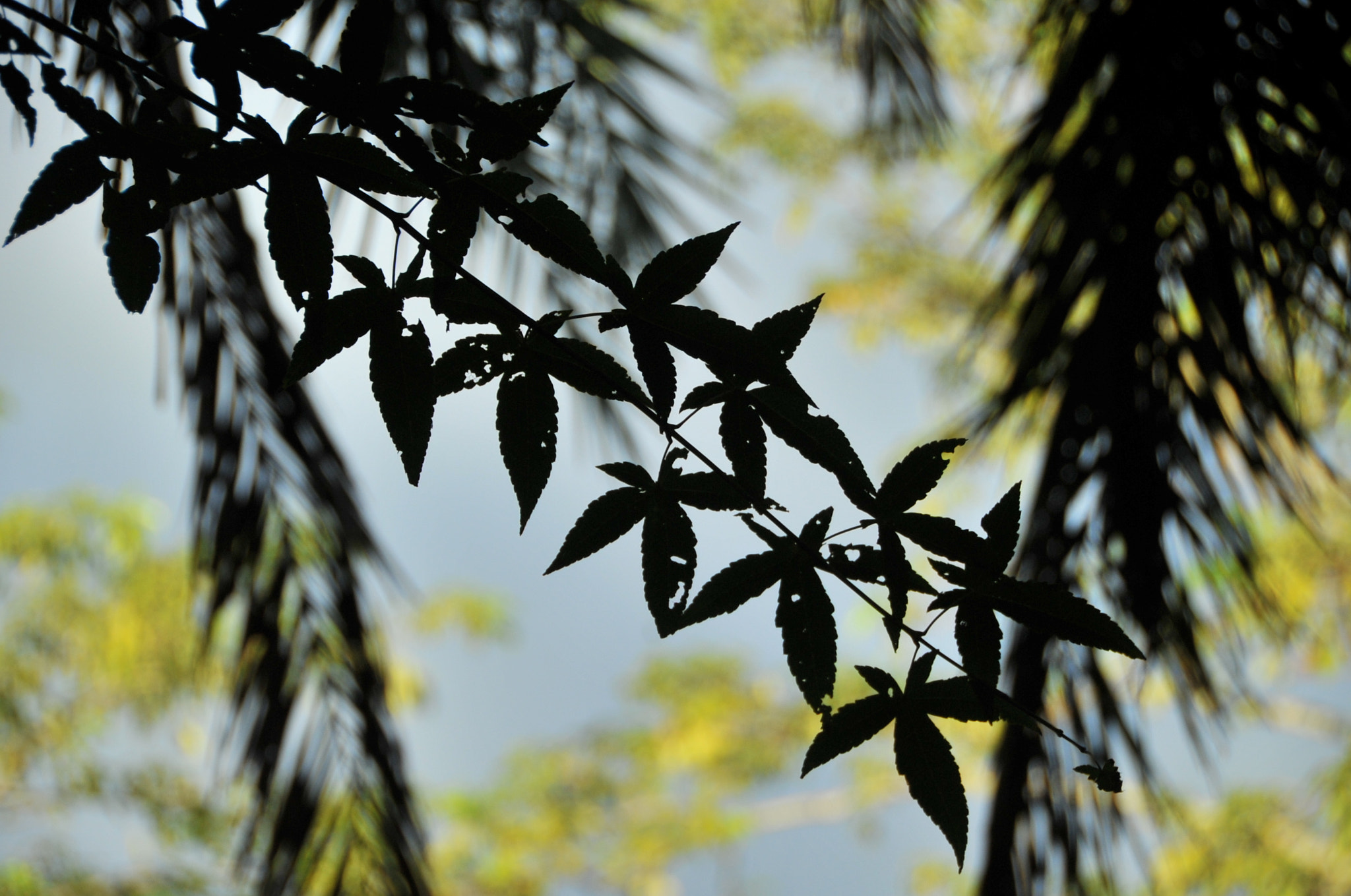 Nikon D3S sample photo. .. photography