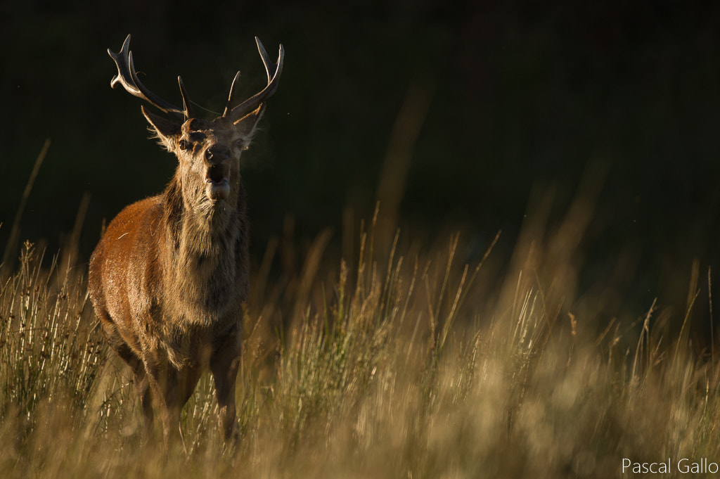 Nikon AF-S Nikkor 500mm F4G ED VR sample photo. The roaring of the stag photography