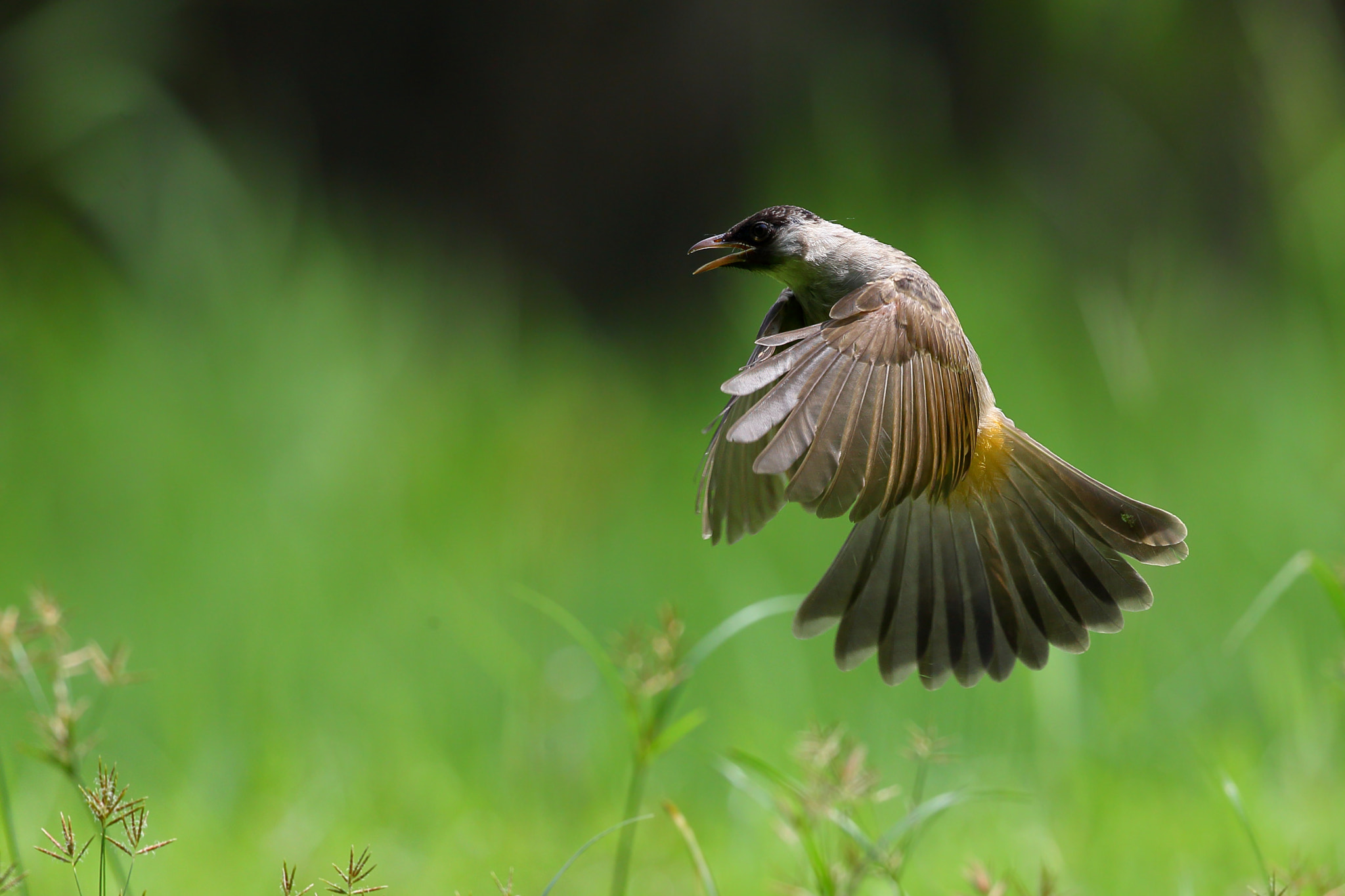 Canon EOS-1D X + Canon EF 300mm F2.8L IS II USM sample photo. Dance photography