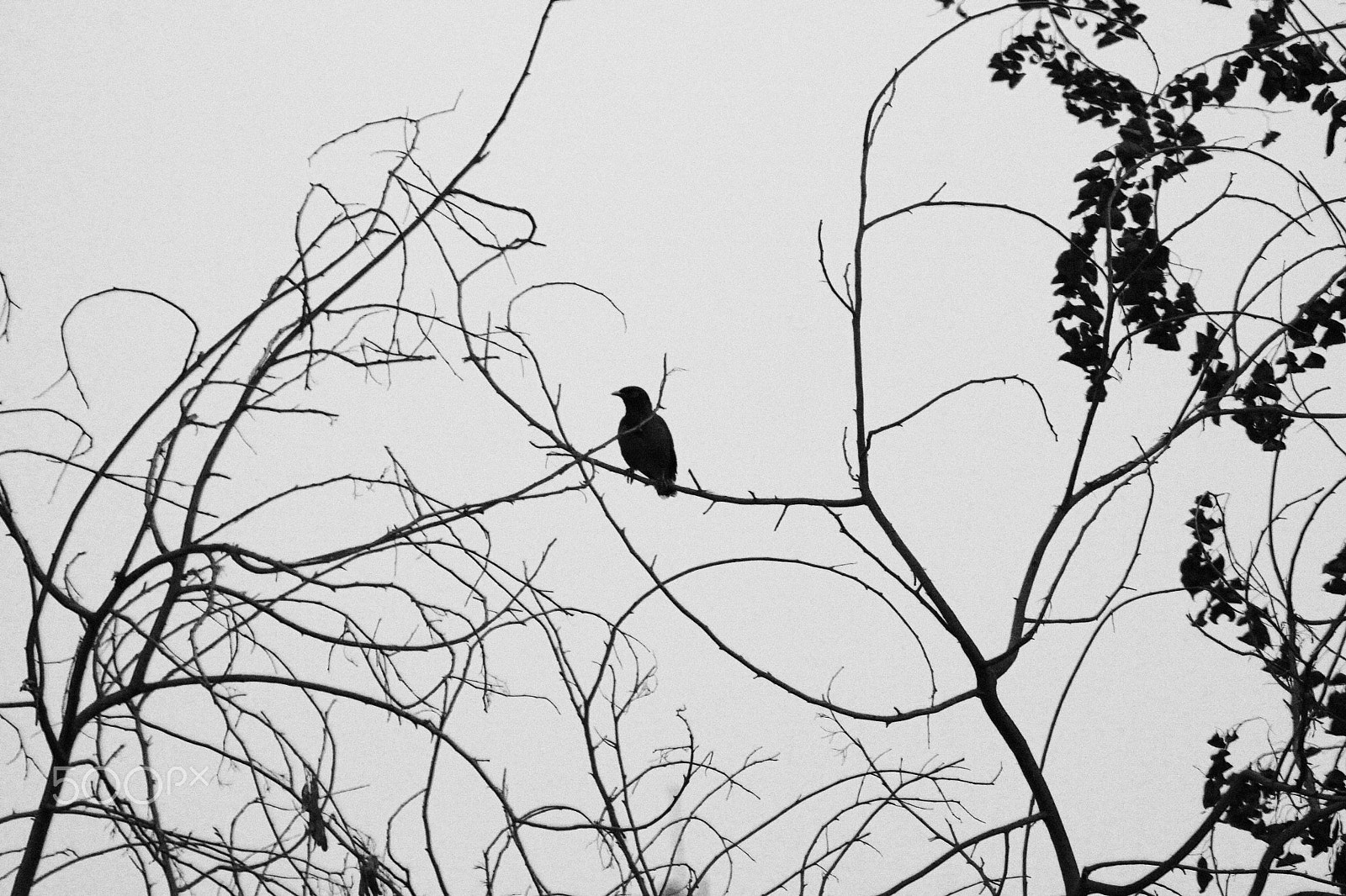 Canon EF 75-300mm f/4-5.6 USM sample photo. The black bird photography