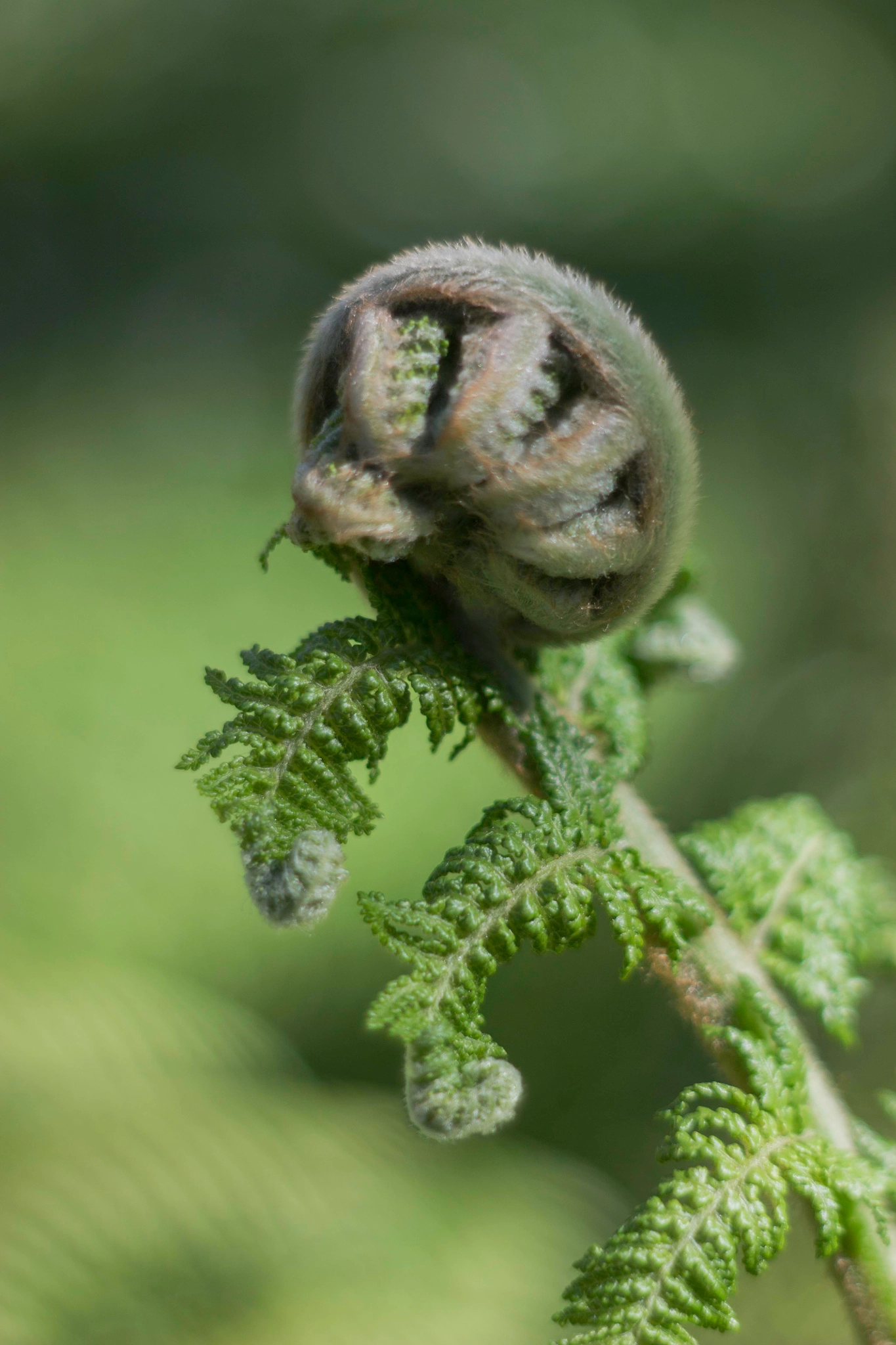 Canon EF 35-80mm f/4-5.6 sample photo. Macro fern photography