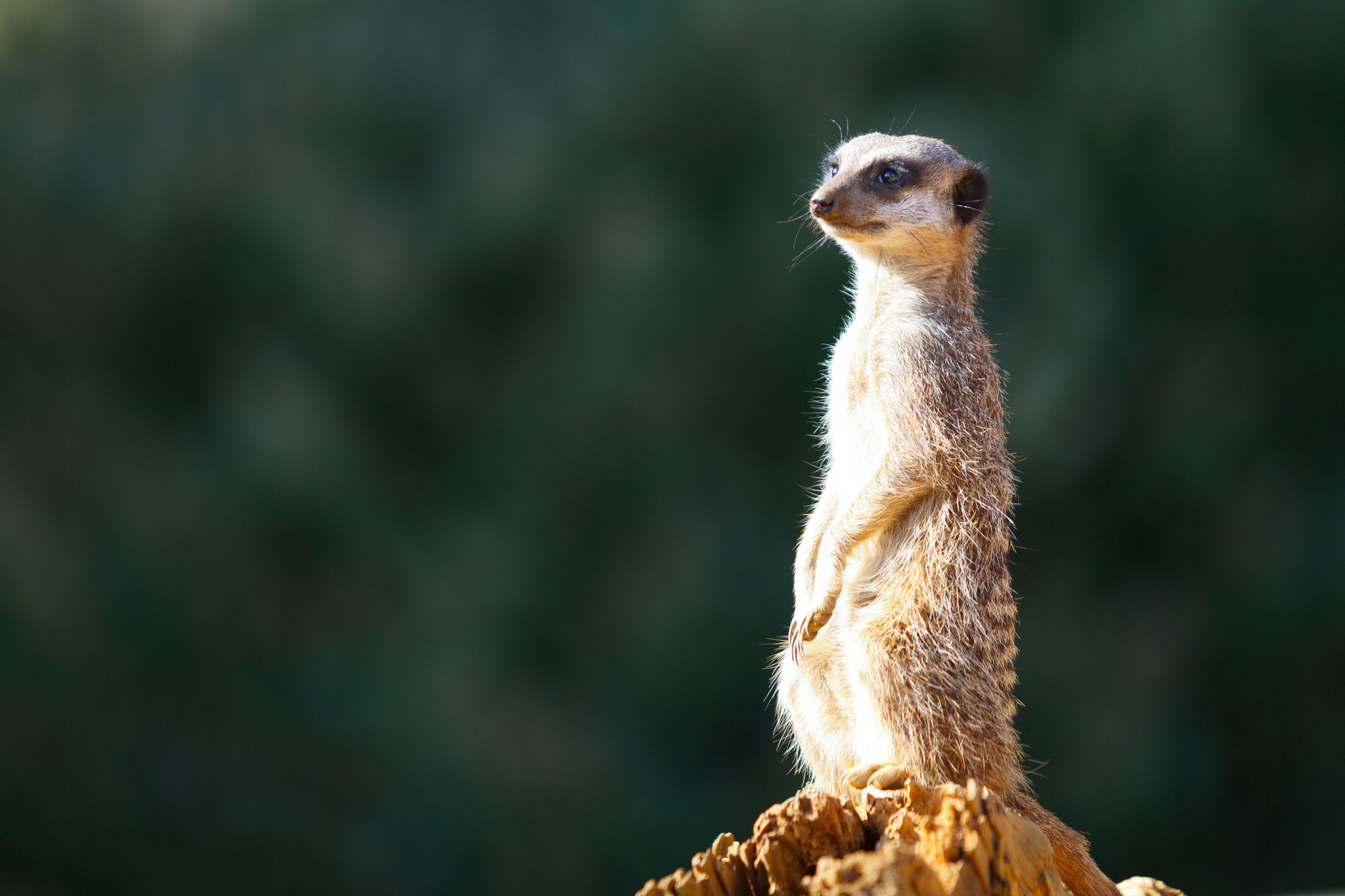 Canon EF 70-200mm F2.8L USM sample photo. On lookout photography