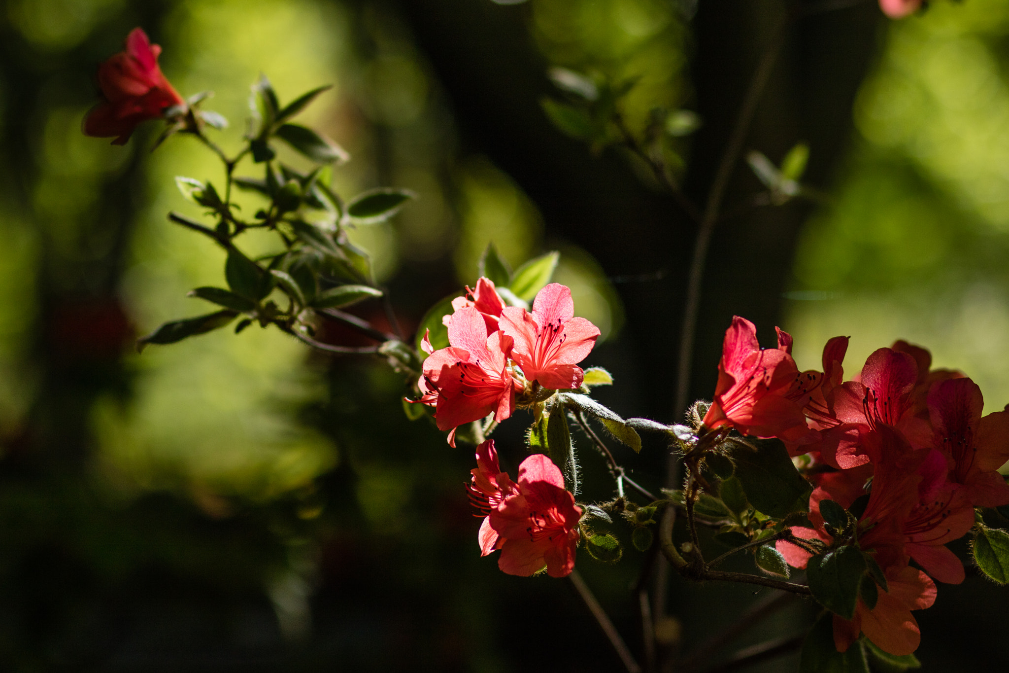 Canon EOS M3 + Canon EF 85mm F1.8 USM sample photo. Ml_20161029_11 photography