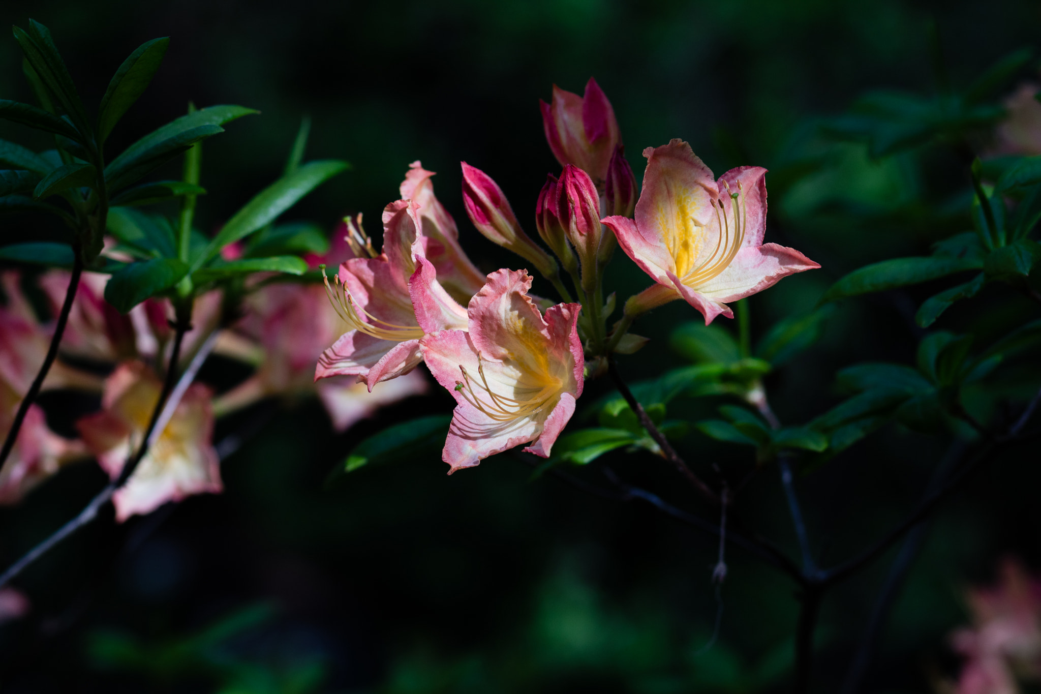 Canon EOS M3 + Canon EF 85mm F1.8 USM sample photo. Ml_20161029_13 photography