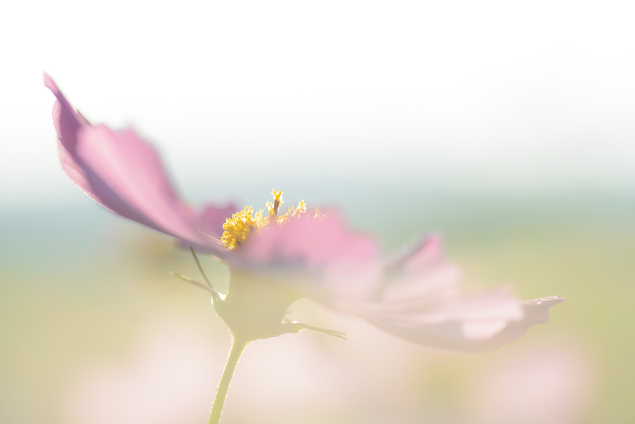 Nikon D600 sample photo. Cosmos photography