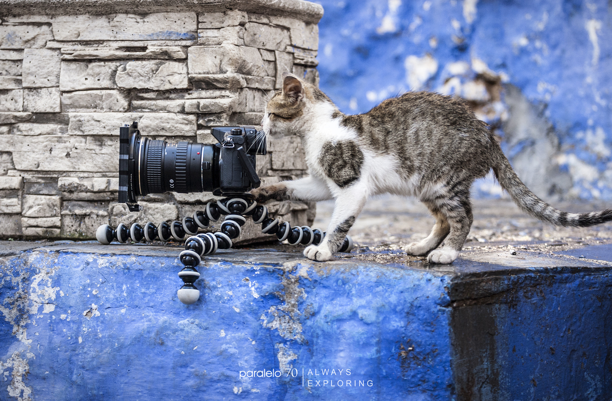 Canon EOS-1D Mark II N sample photo. The camera operator photography