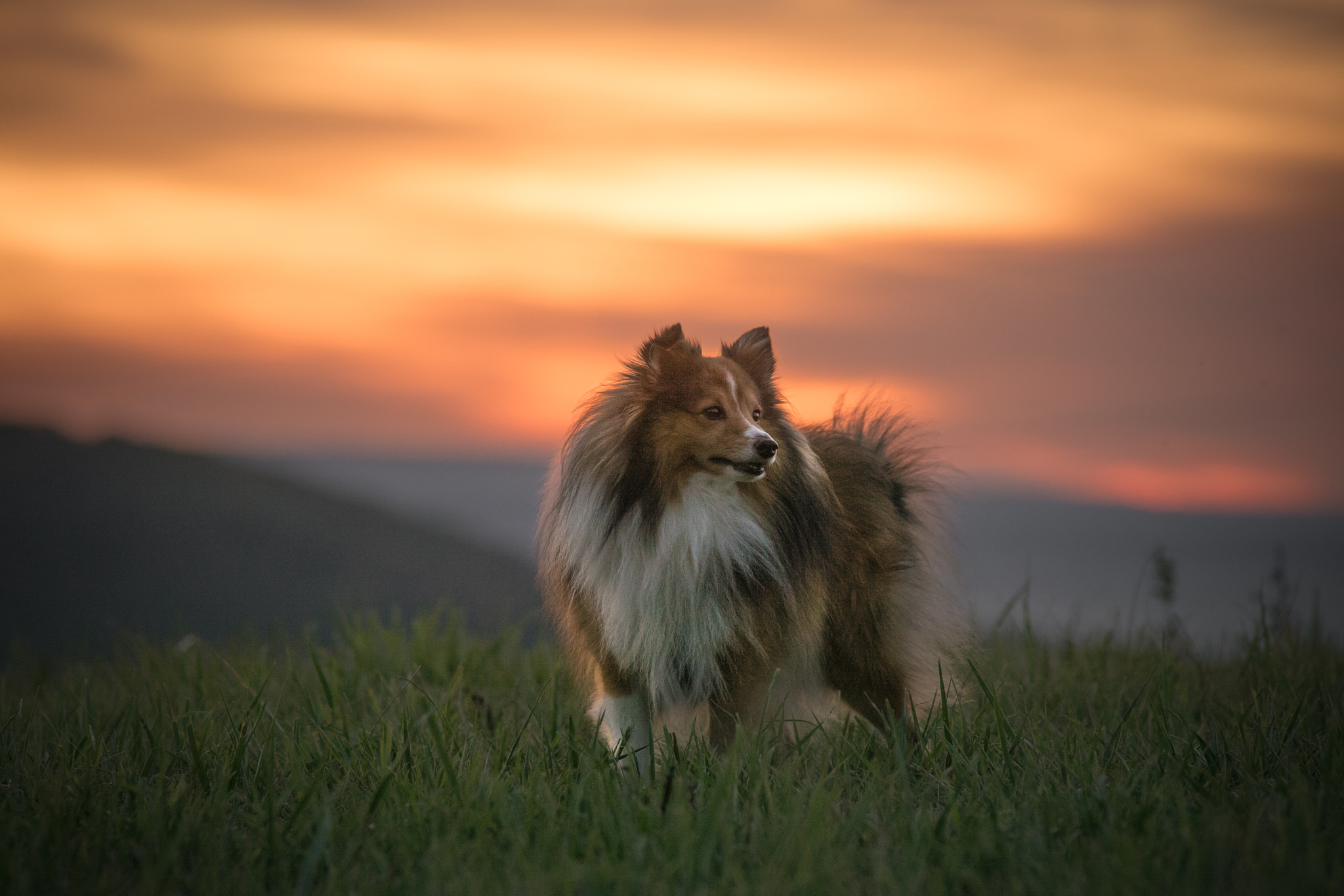 Minolta AF 80-200mm F2.8 HS-APO G sample photo. Today has been okay photography
