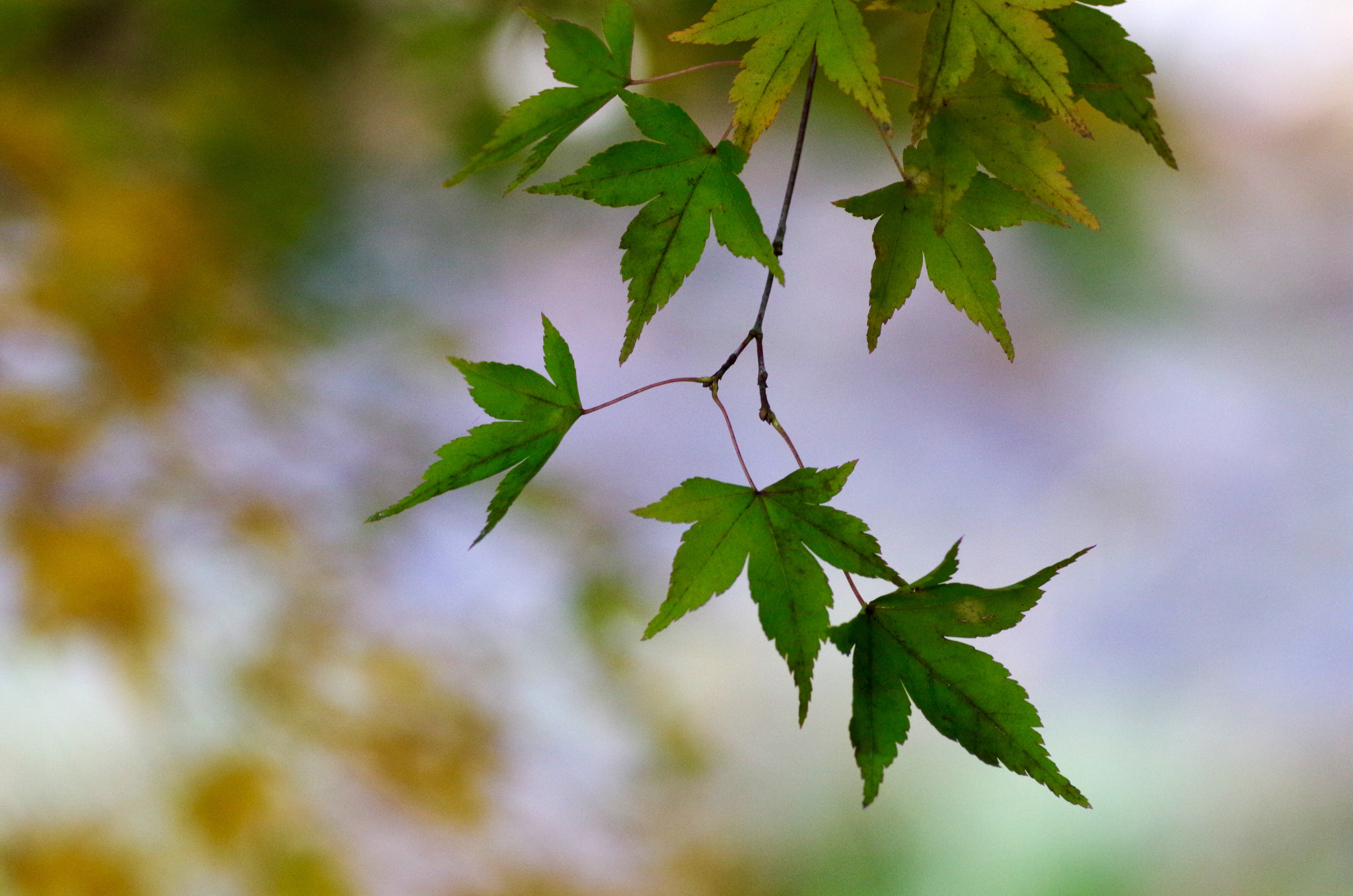 Pentax smc D-FA 100mm F2.8 Macro WR sample photo