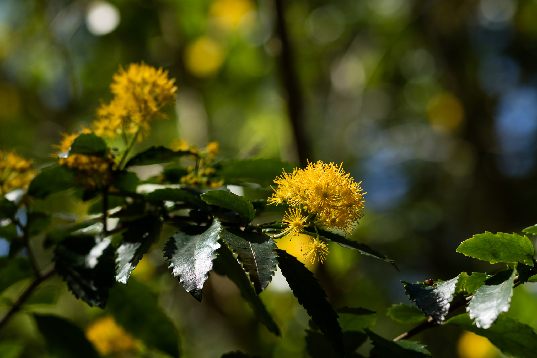 Canon EOS M3 + Canon EF 85mm F1.8 USM sample photo. Ml_20161029_08 photography